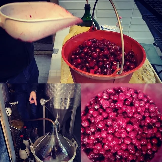 Adding cherries! Yummy! 6 maanden wachten nu. Tis niet meer van deze tijd..
#kriekbier #artisanaalbier #craftnotcrap #bierplezier #gent #bier #beer #bi&egrave;re #kroost #kroostcraftbeer