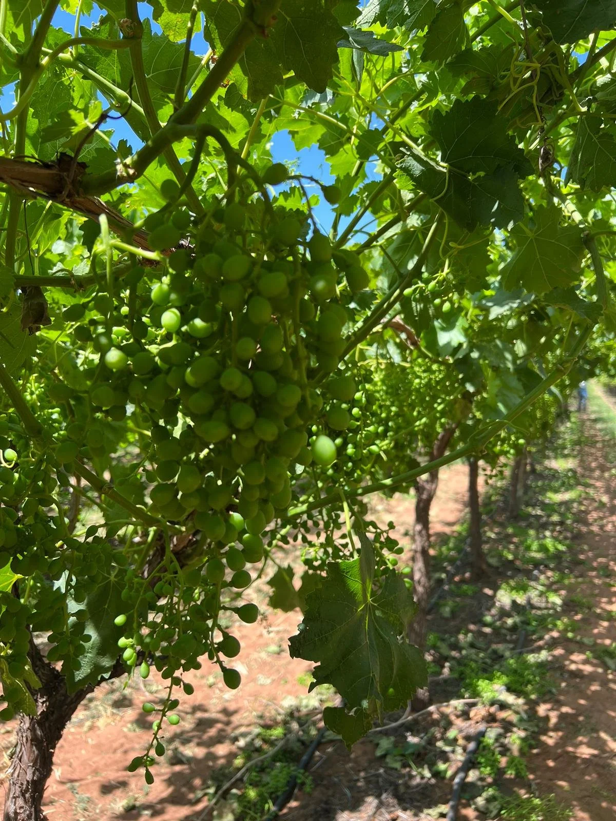 🍇🌿 Leaf Plucking &amp; Bunch Trimming