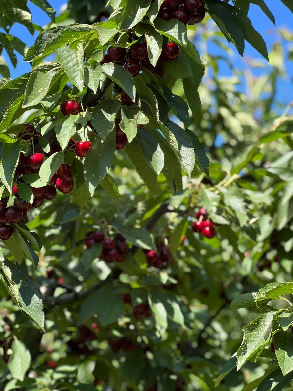 HIRING NOW Cherry Pickers 🍒 