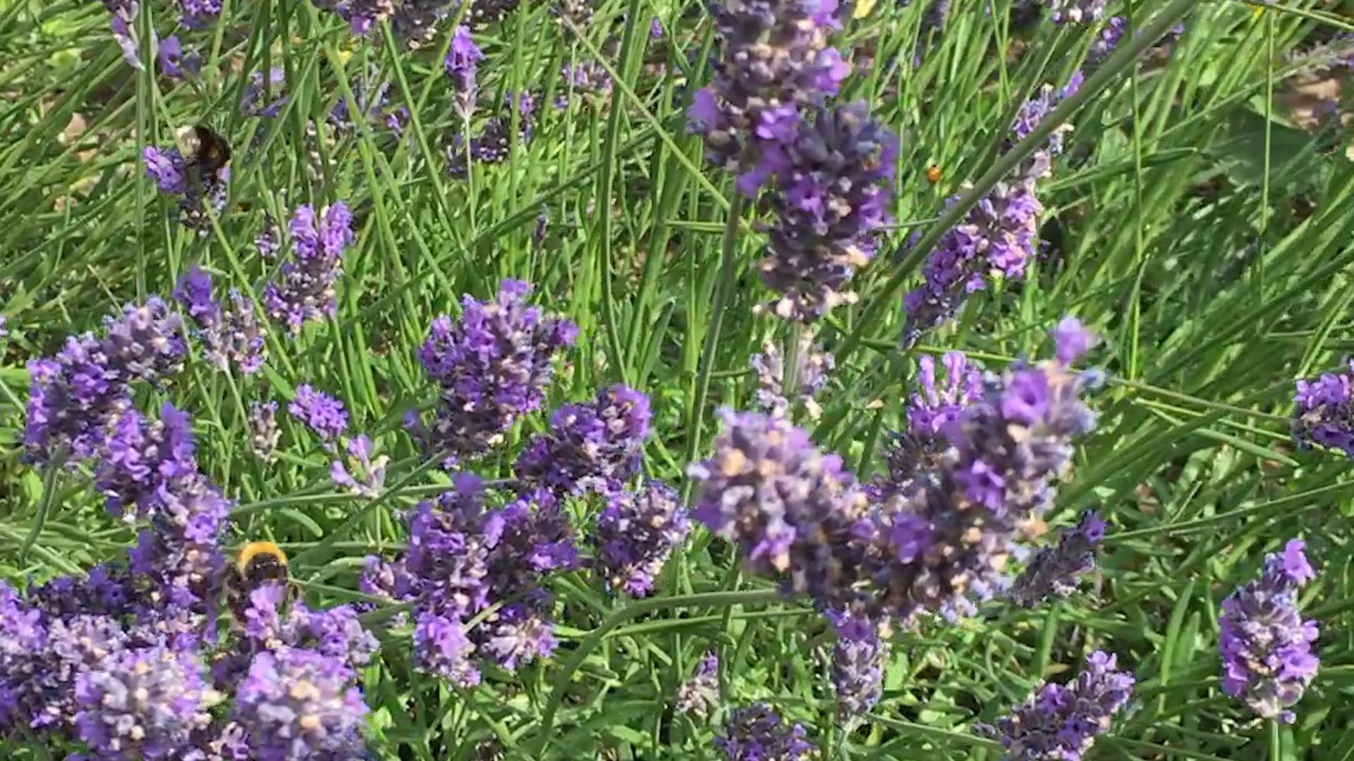 360 Grow.00_00_01_17.Still001.png