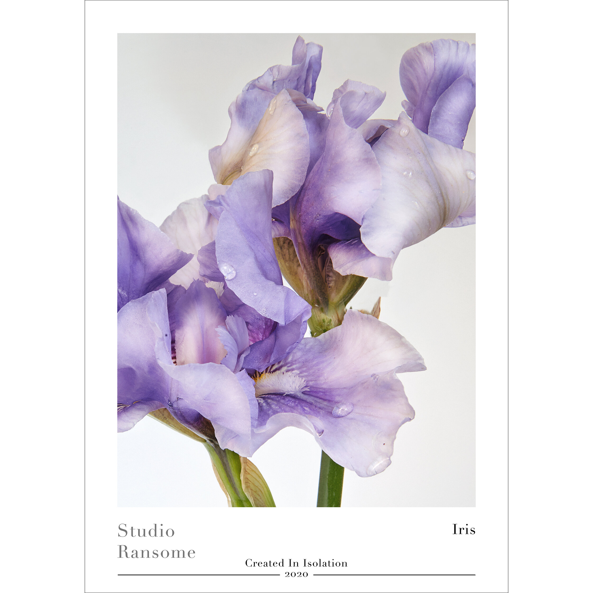 StudioRansom_Poster_Iris_24x17_IsolationAddition.jpg