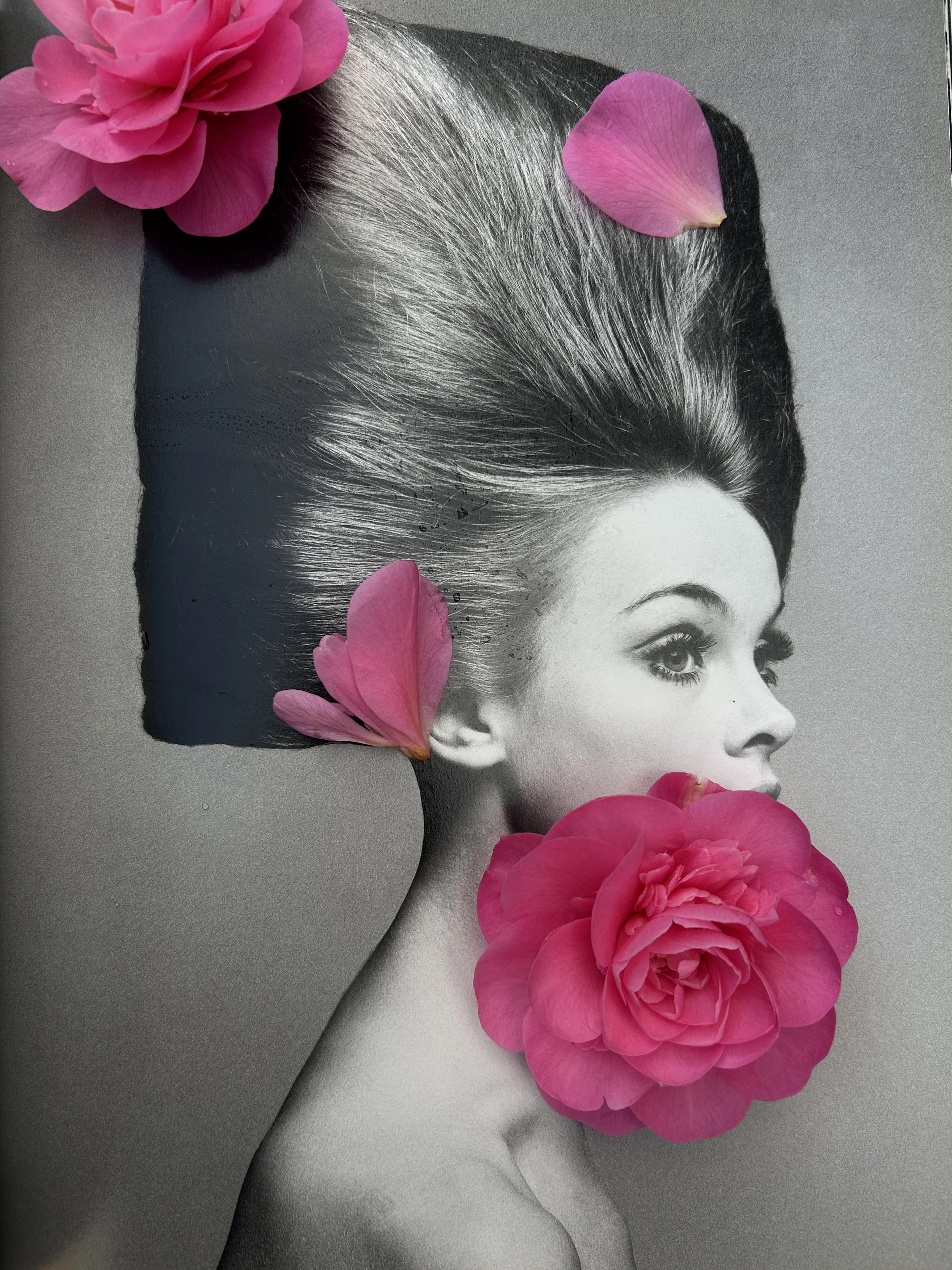 Studio Ransome_AvedonCamellia_7645.JPG