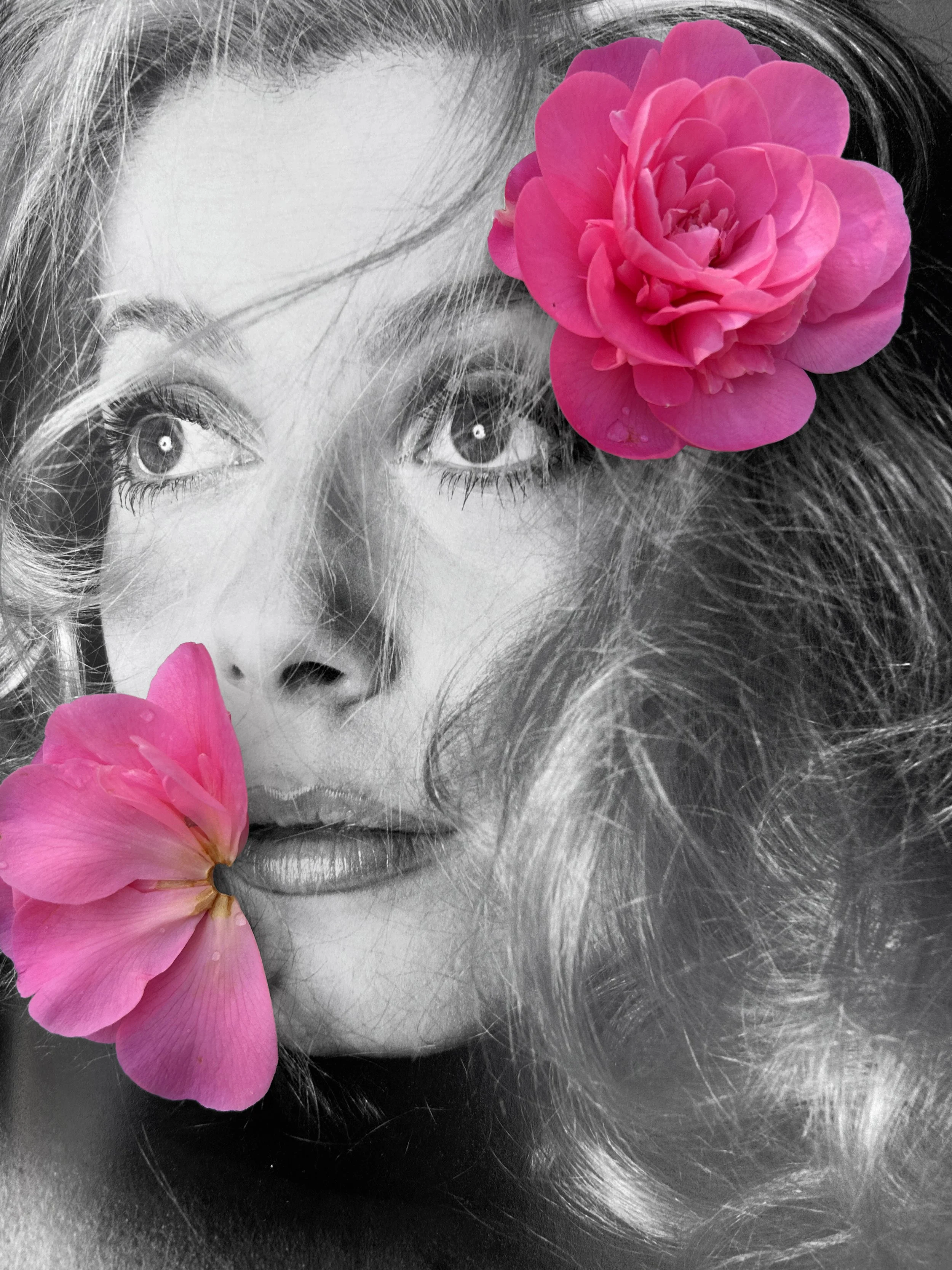 Studio Ransome_AvedonCamellia_7673.JPG