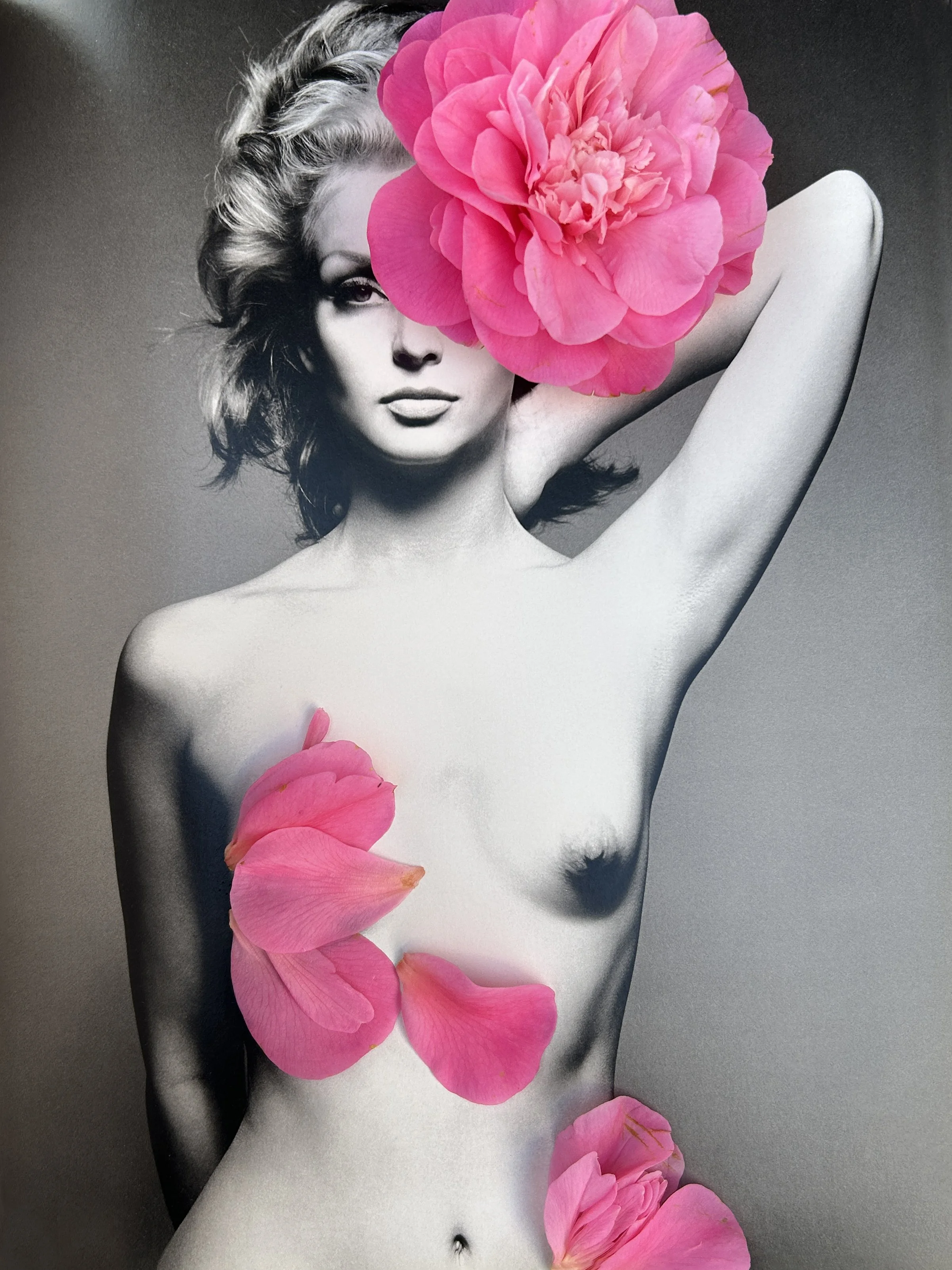 Studio Ransome_AvedonCamellia_7632.JPG