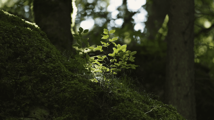 EDELRID - SPUREN HINTERLASSEN-high.gif