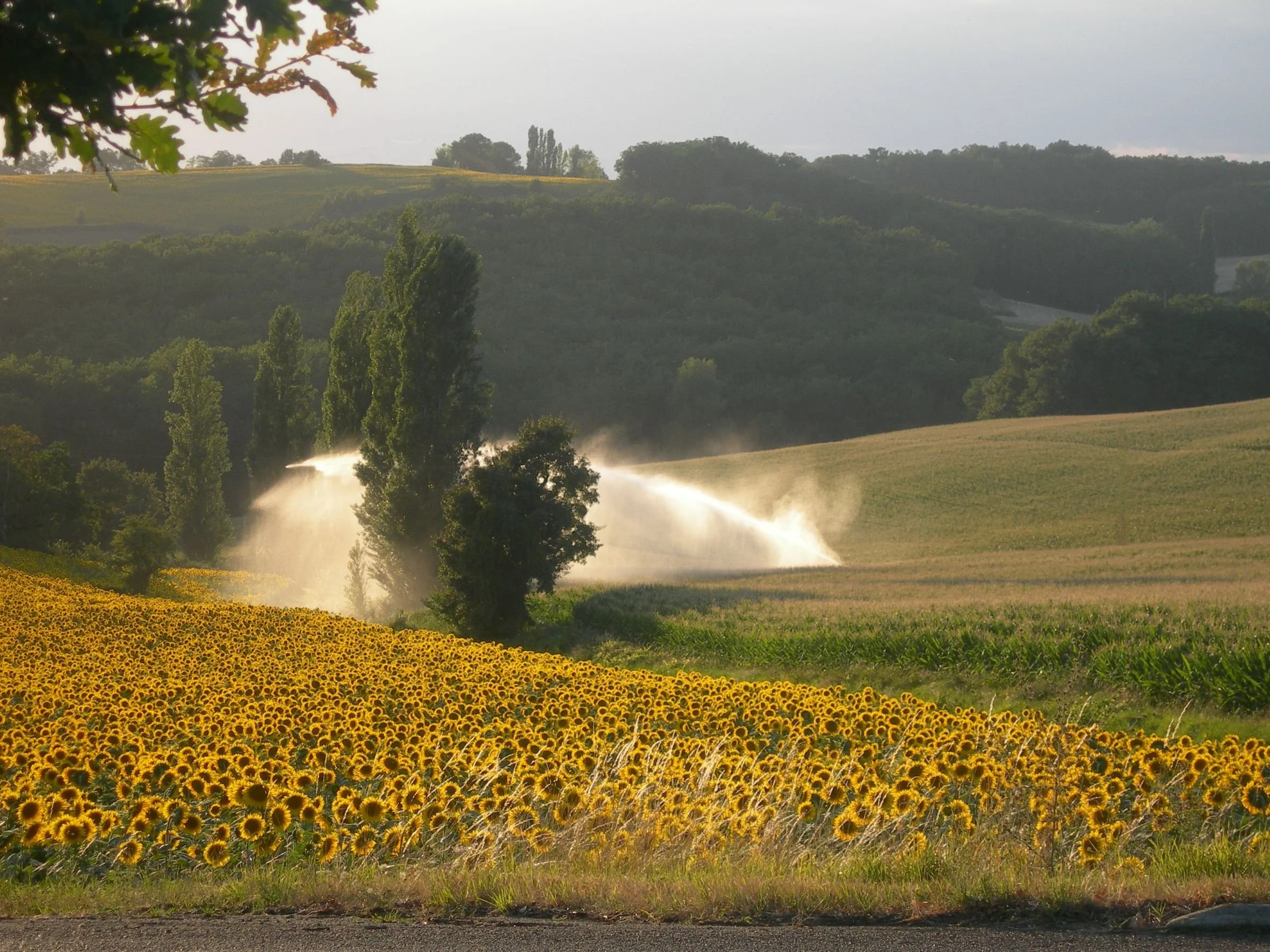 P28 Summer fields.JPG