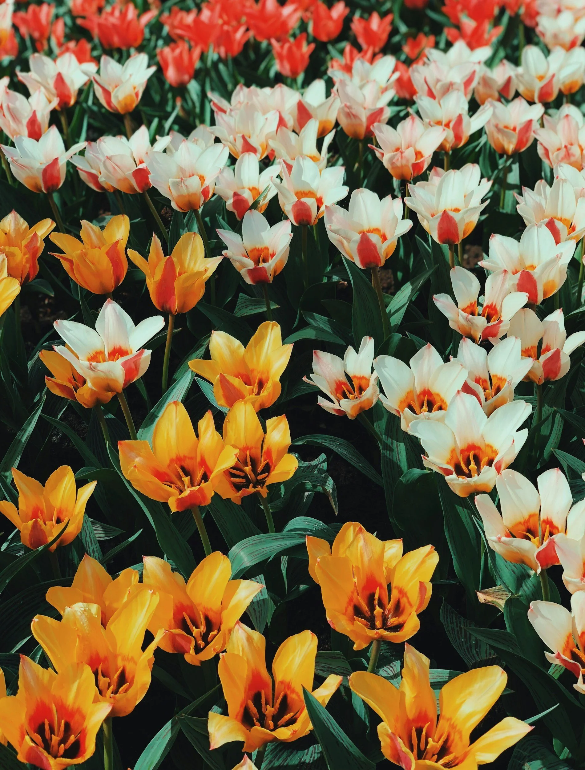 tulips.jpeg
