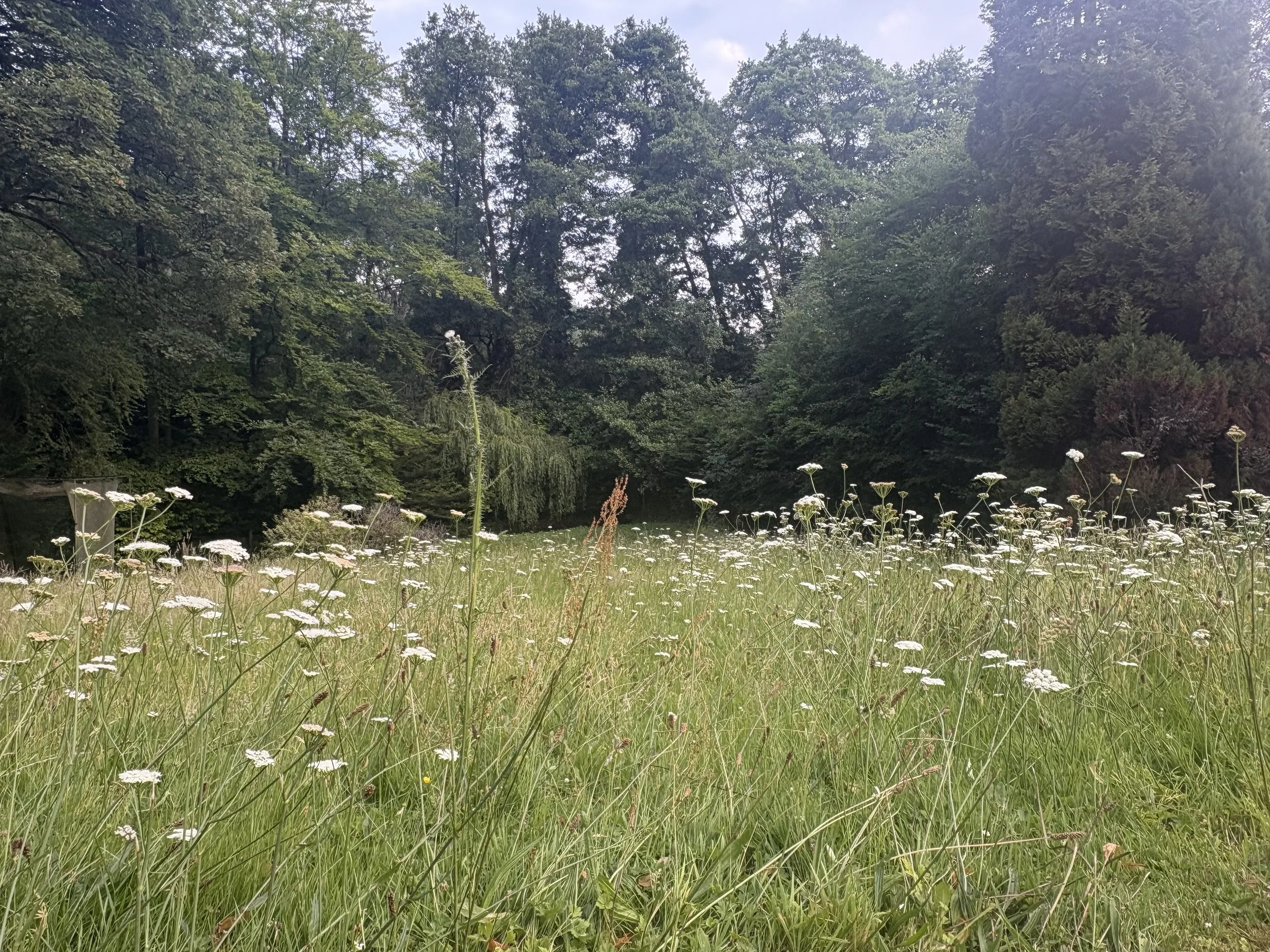 IMG_5439.jpeg
