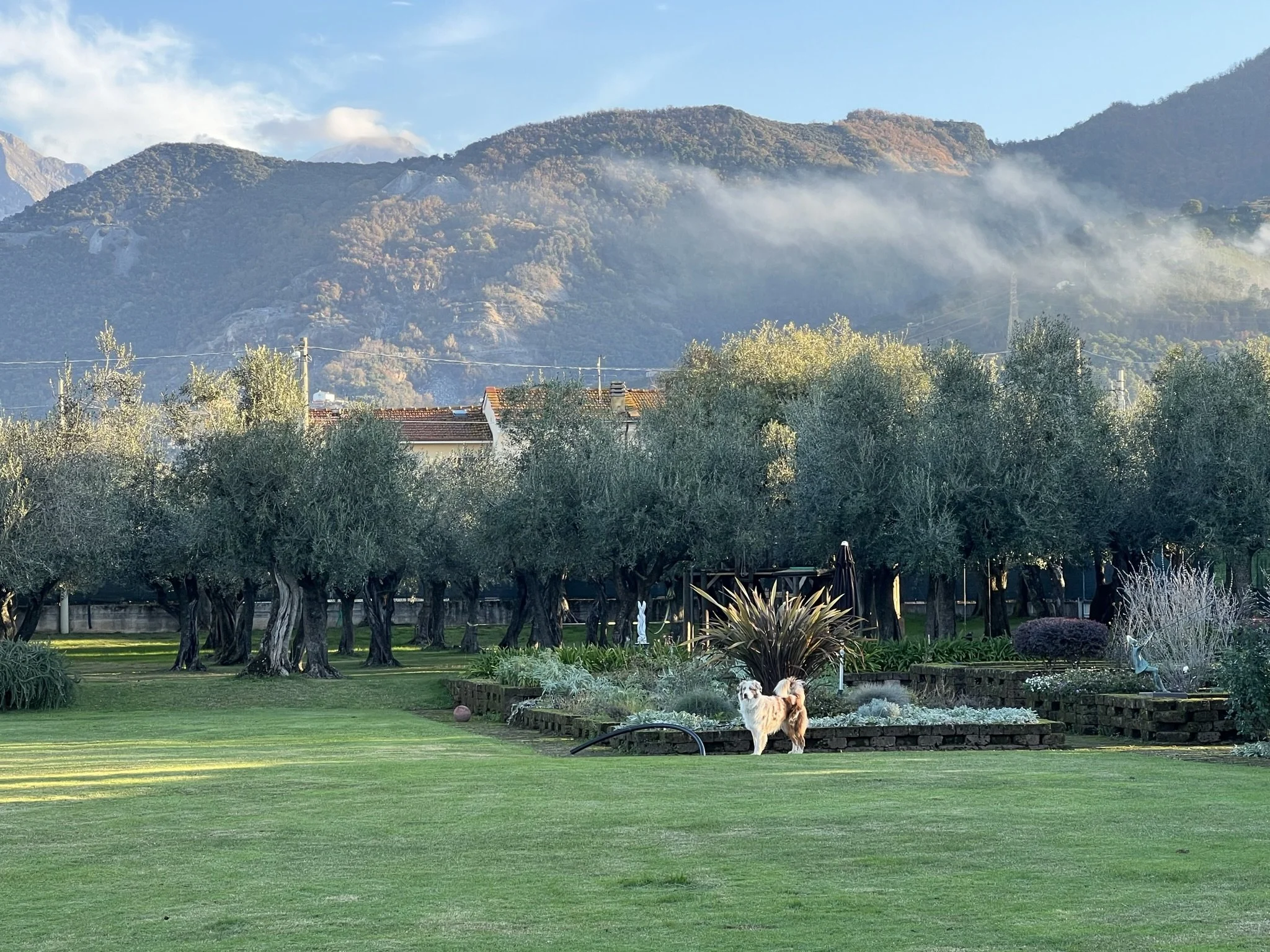 olivi con monti.jpeg