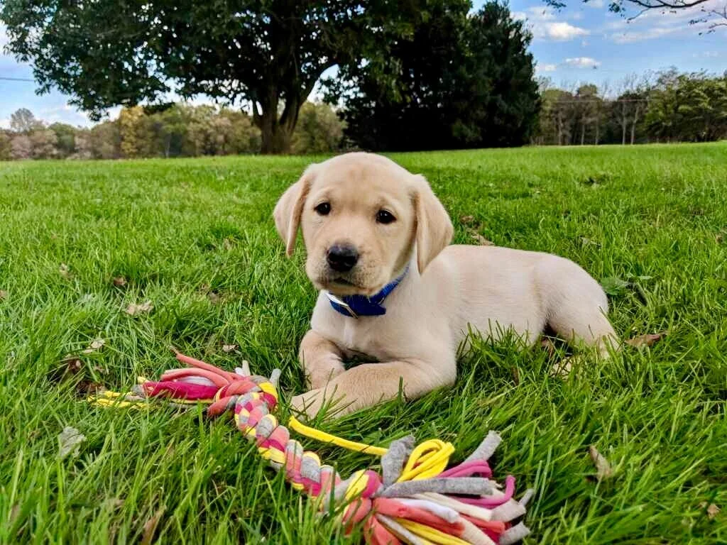 Rock Haven Retrievers