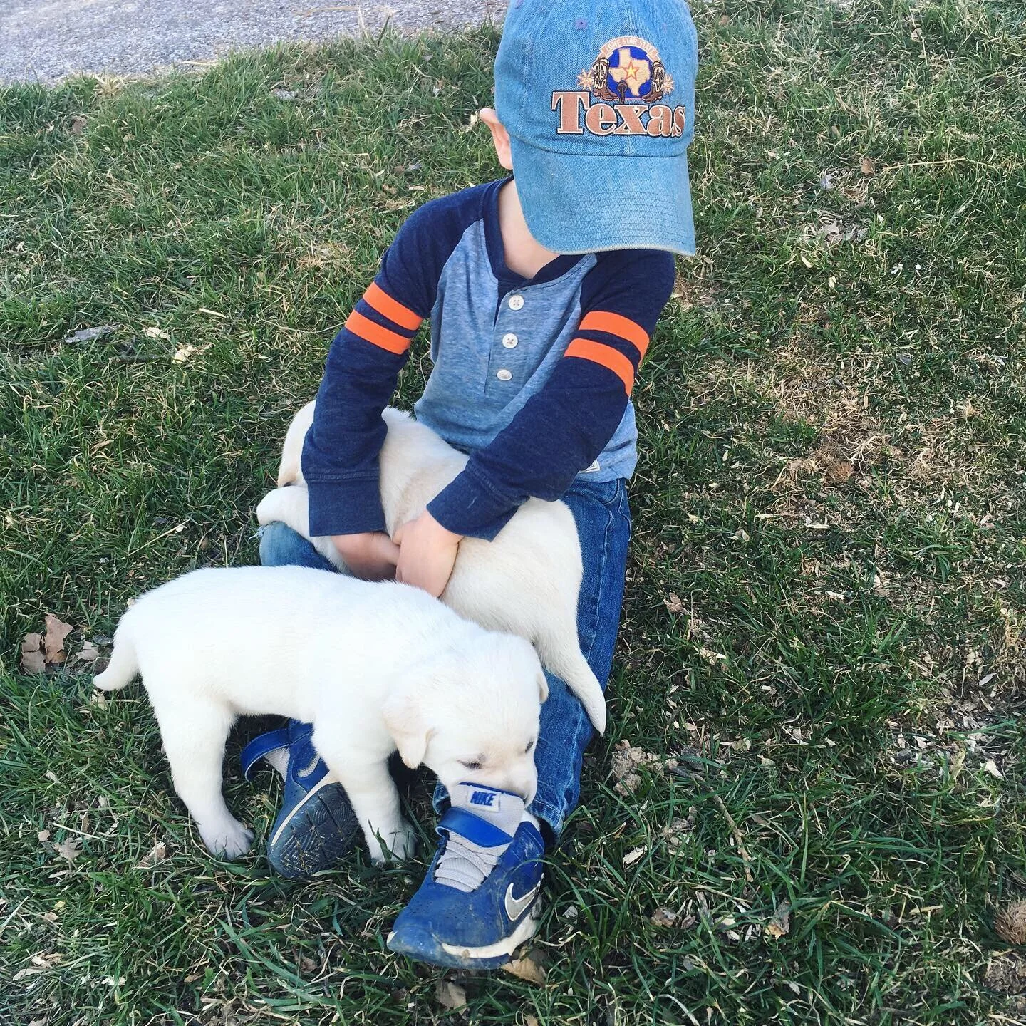 Rock Haven Retrievers