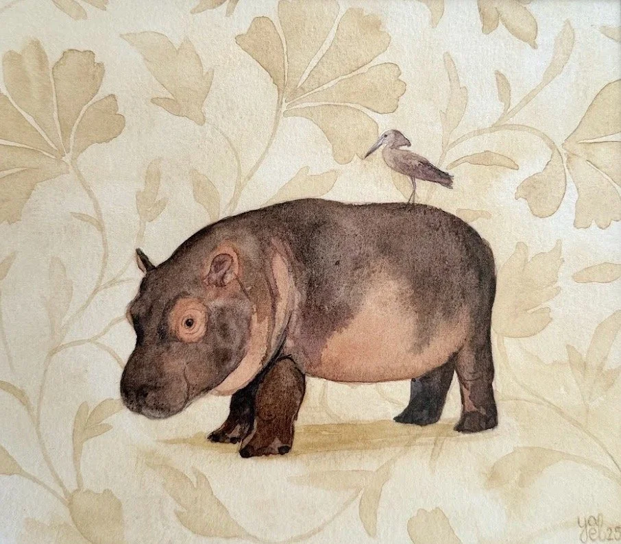 Hippo & Hamerkop
