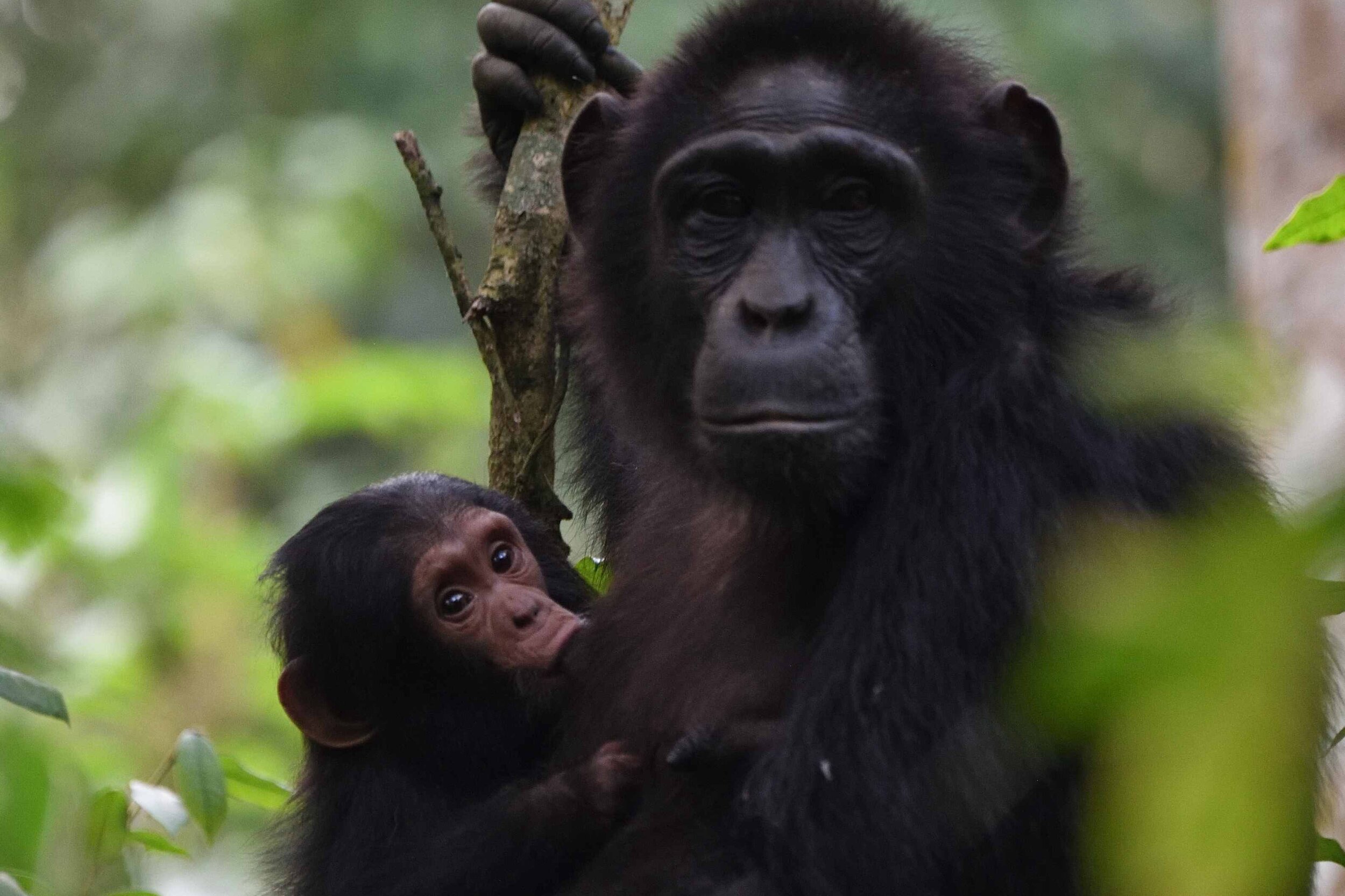 The Day Before Humanity