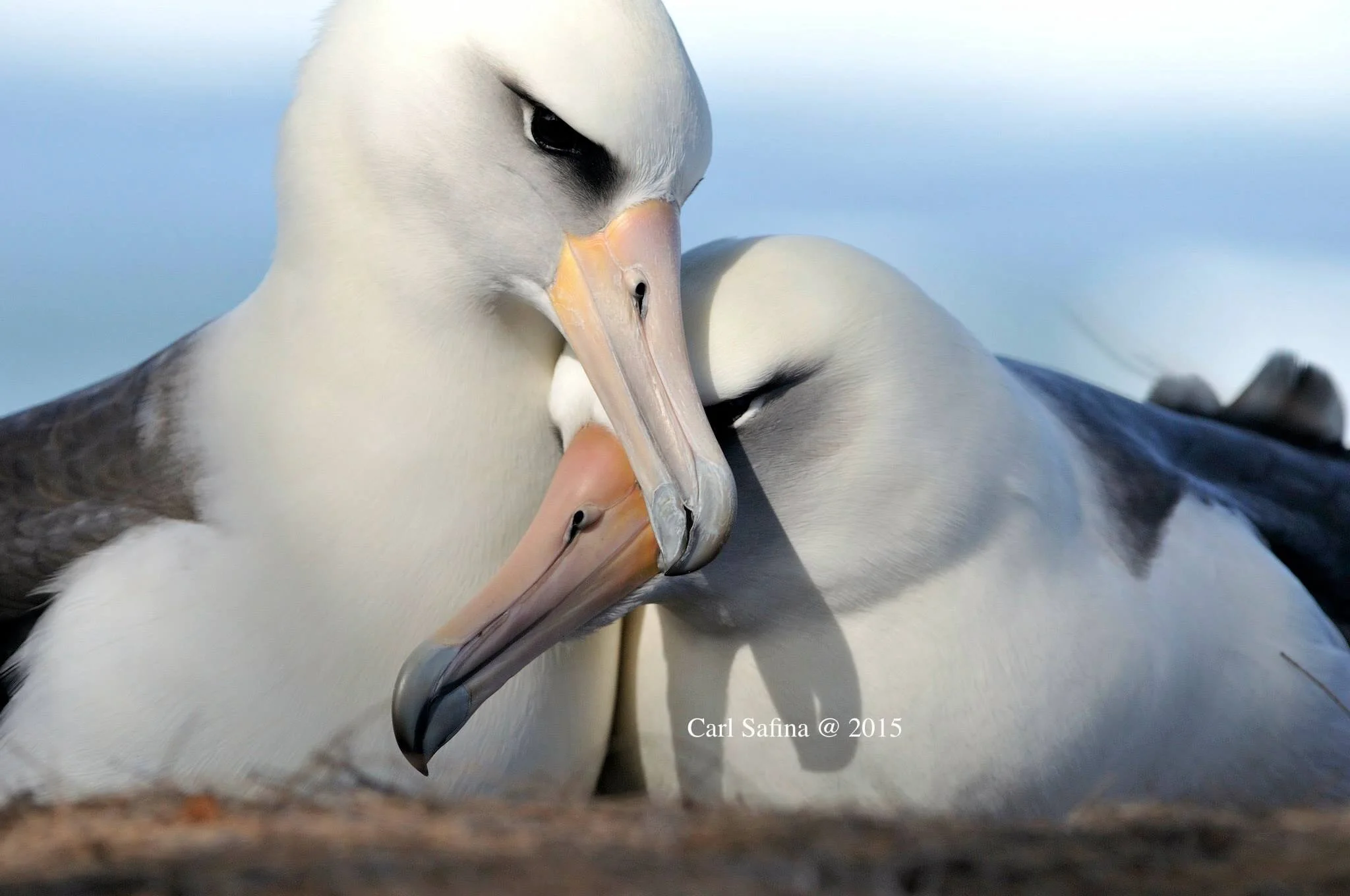 Animal Thought and Emotion: A Glossary