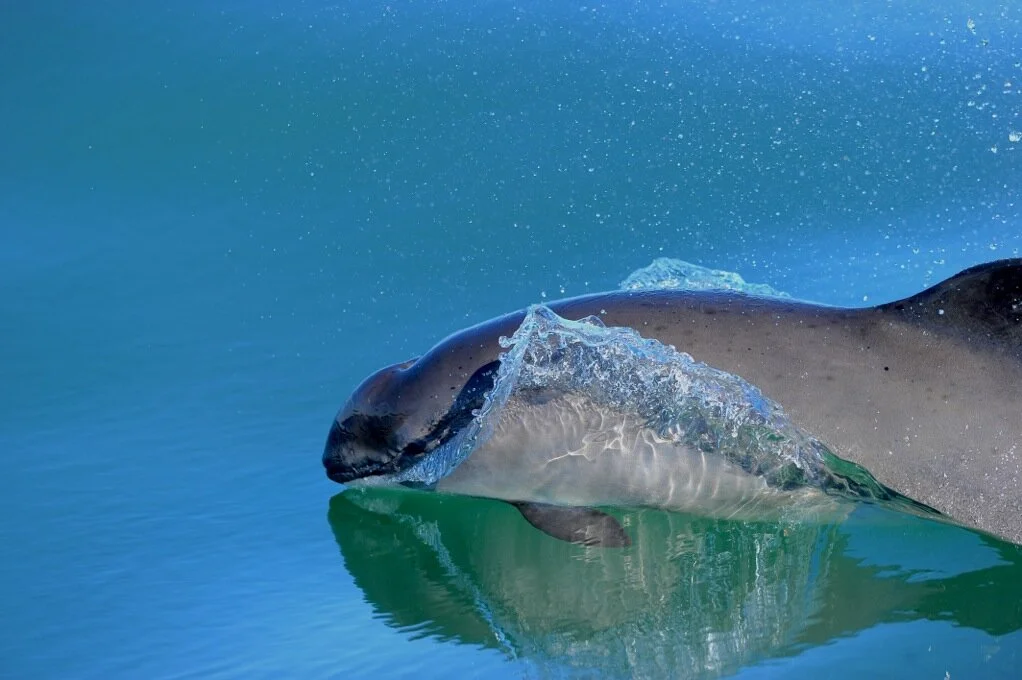 As Fisheries Service dithers, New England porpoises drown