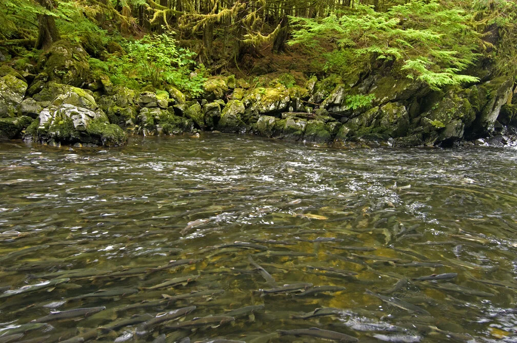 A new idea to protect wild salmon