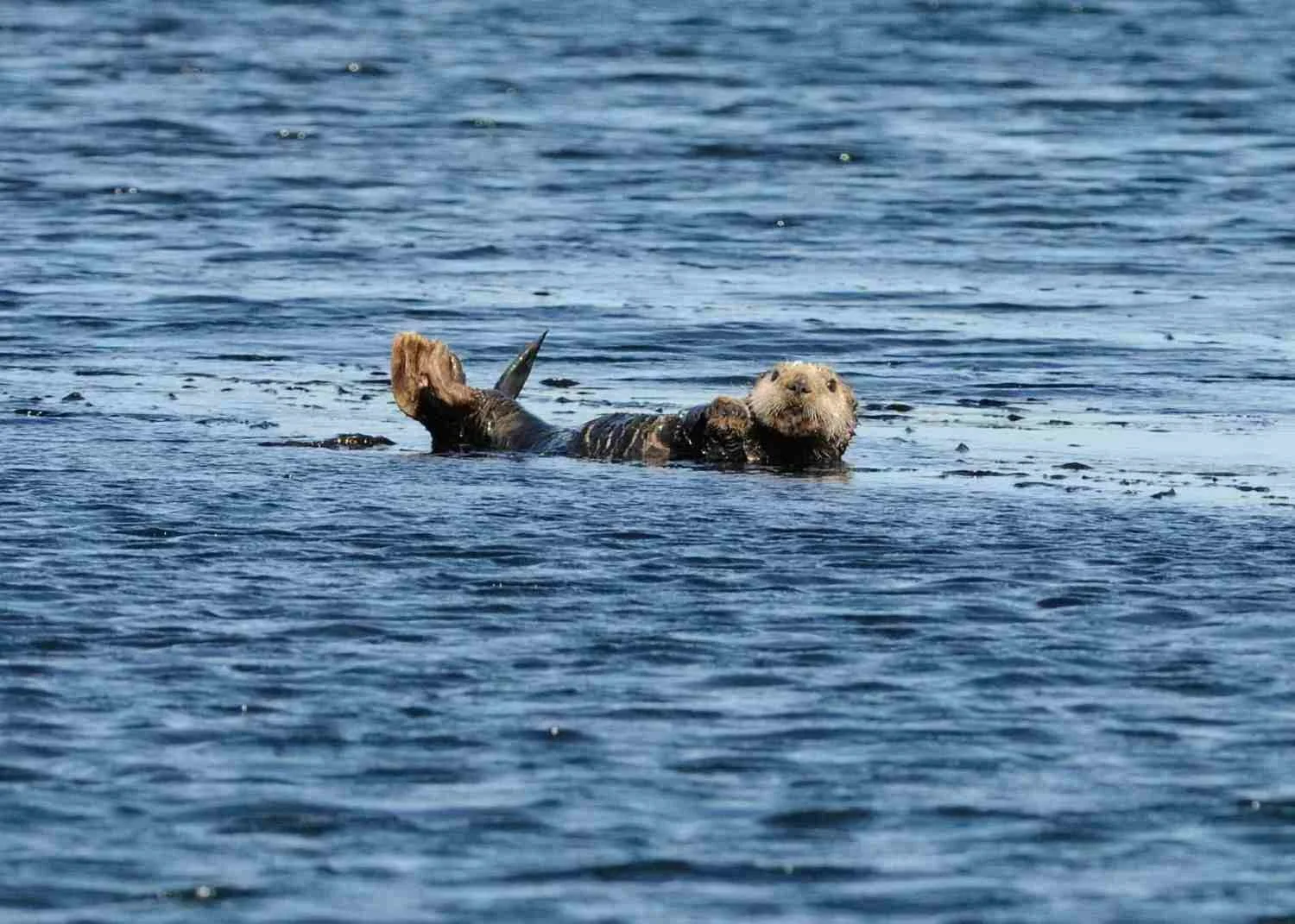 GYRE Expedition, Day 2 – afternoon (Sunday, June 9)