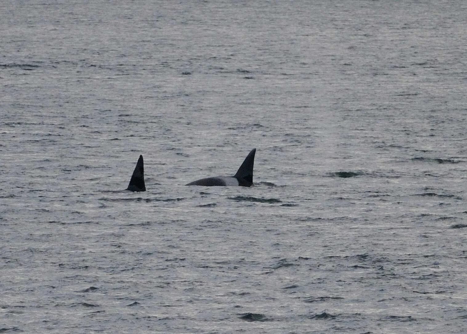 Kitchen killer whales