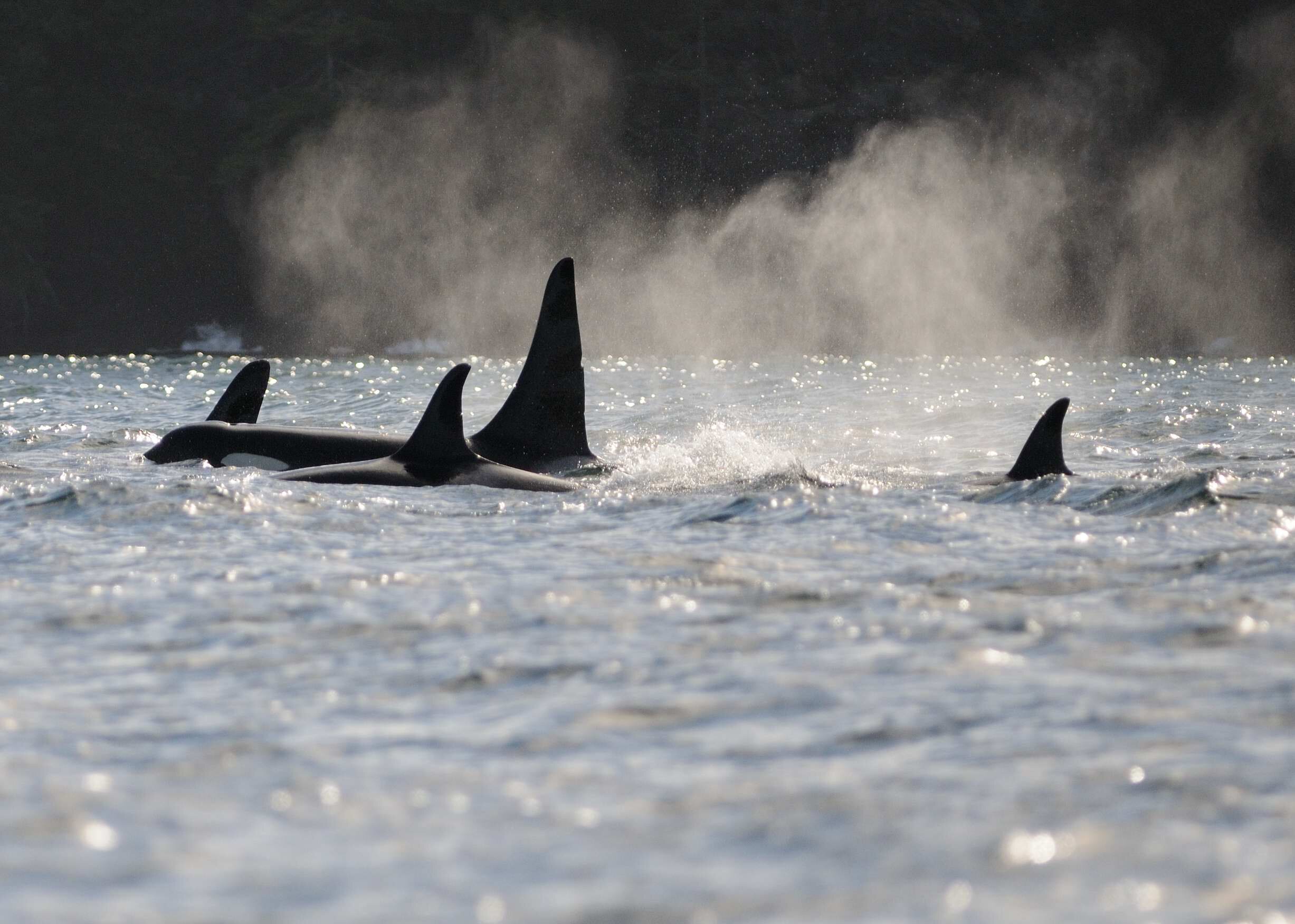 Killer whales in Washington State: Serial problems