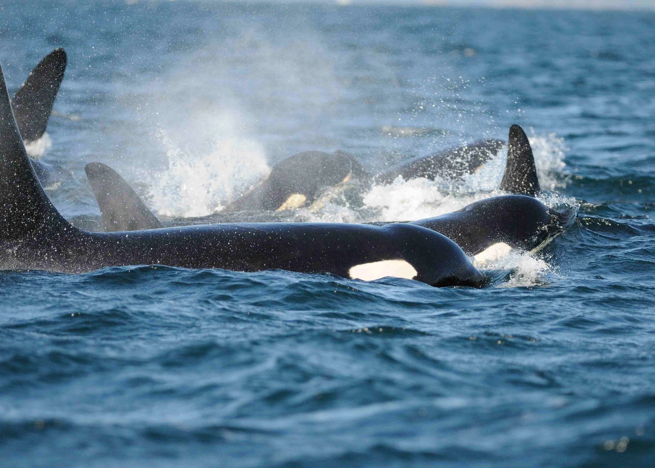 What are killer whales saying?