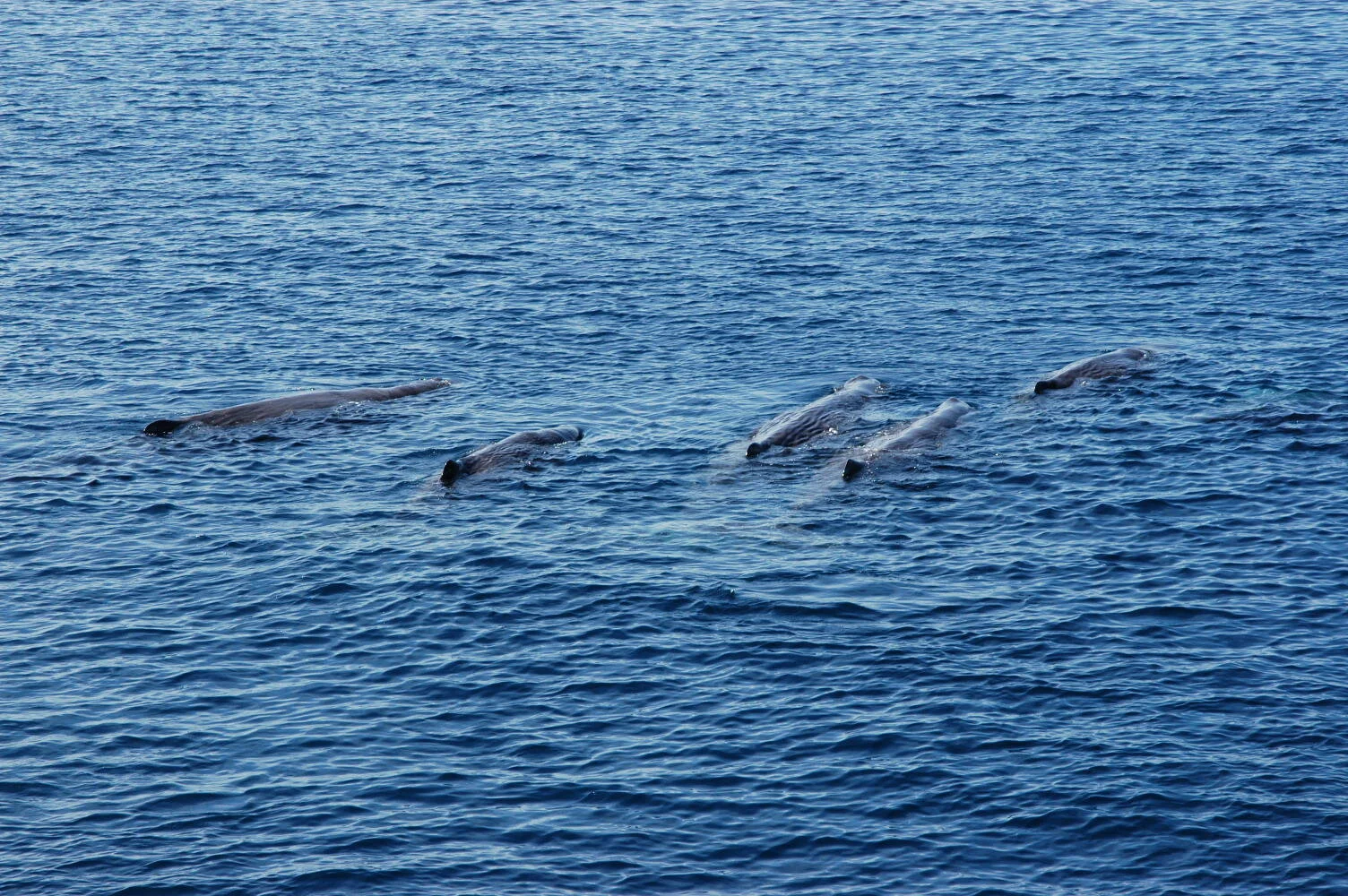 Listening to sperm whale sonar