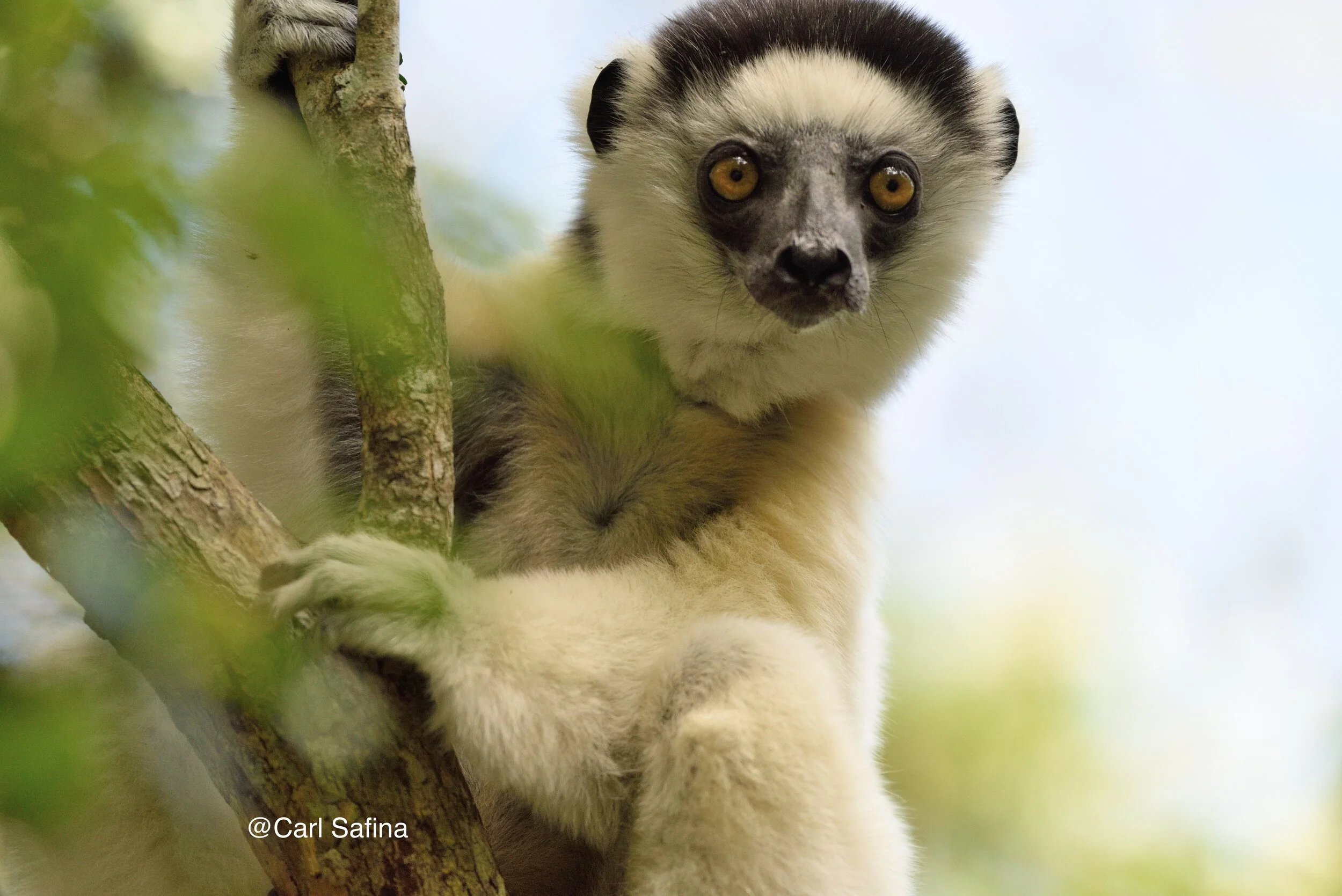 Lemurs of Madagascar