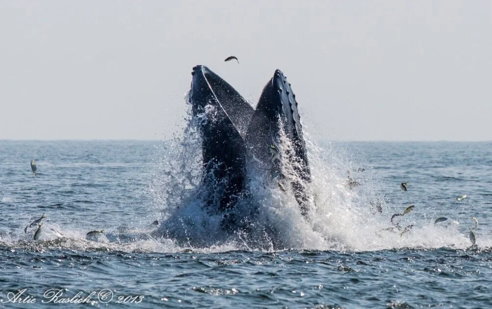 The good and the bad for Atlantic menhaden