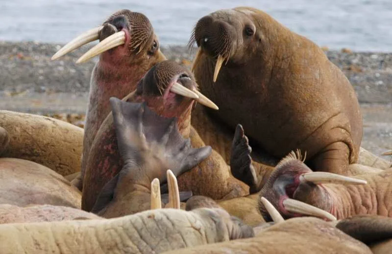 Oil and walrus don’t mix