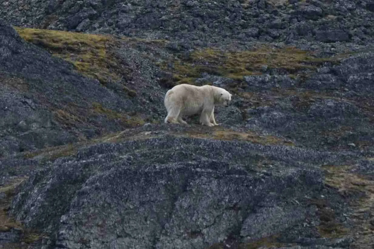 Not the last polar bear