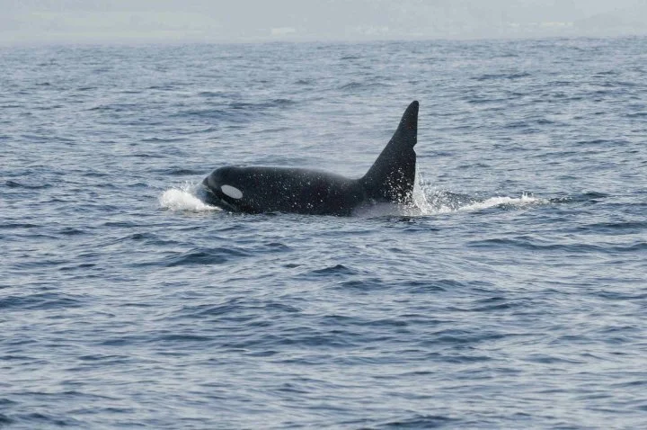 Woo-woo; Whale magic?