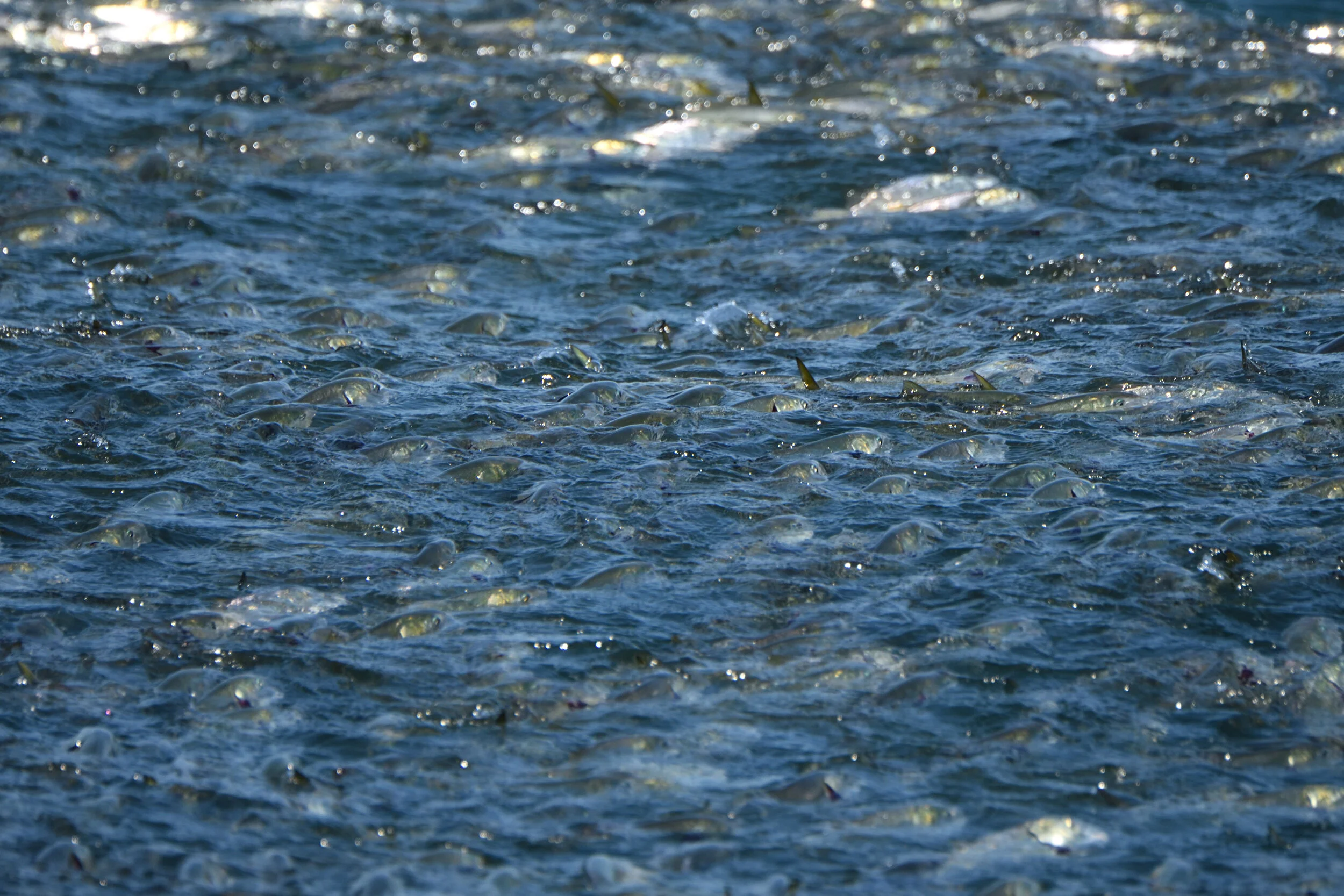 Menhaden, the little fish that could—won’t