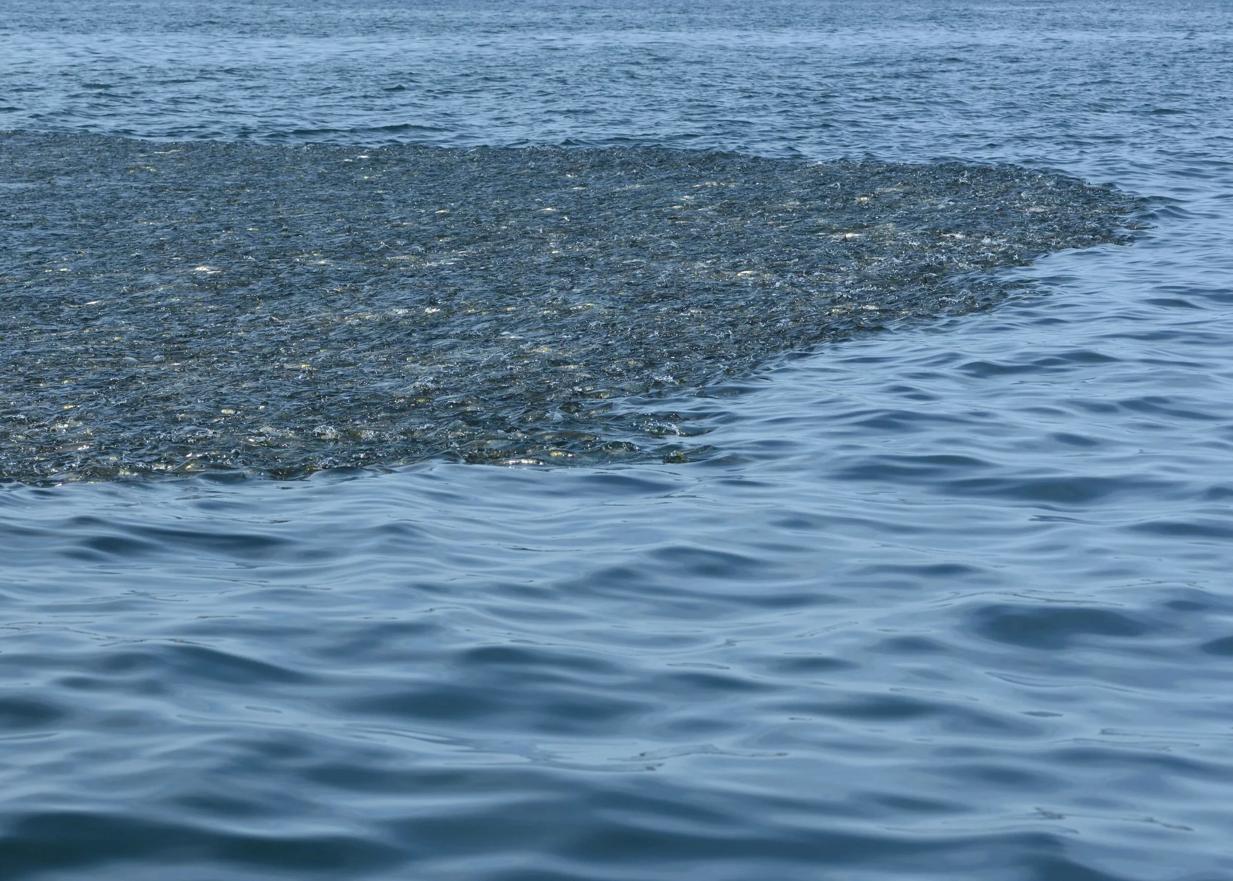 The great East Coast return To abundance—your help needed