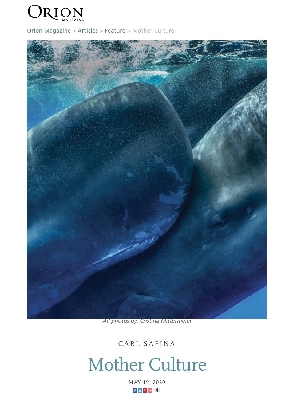 Screen Shot 2020-05-29 at 9.17.53 AM.png