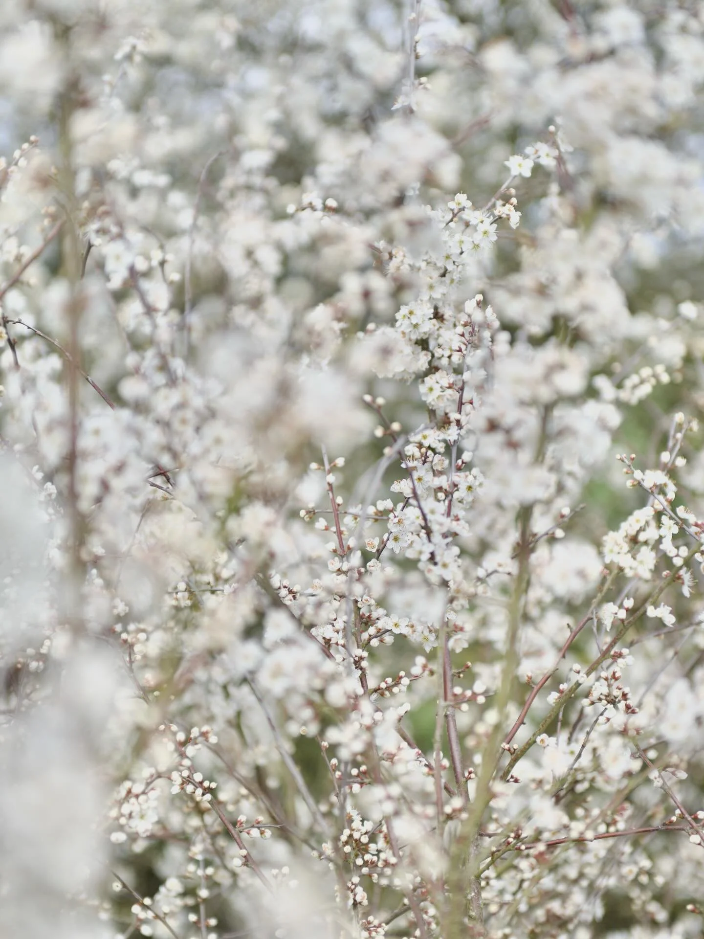 Spring is in full swing, ingredients are bounding through our doors; from rhubarb to wild garlic. If you&rsquo;re out and about enjoying this fine weather, you will notice that the countryside is dotted with white blossoms, littering the hedgerows wi
