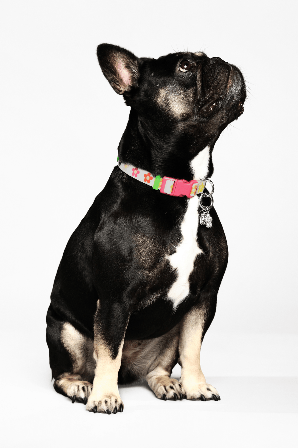 marc-jacobs-x-maxbone-daisy-collar-2333858_1000x.png