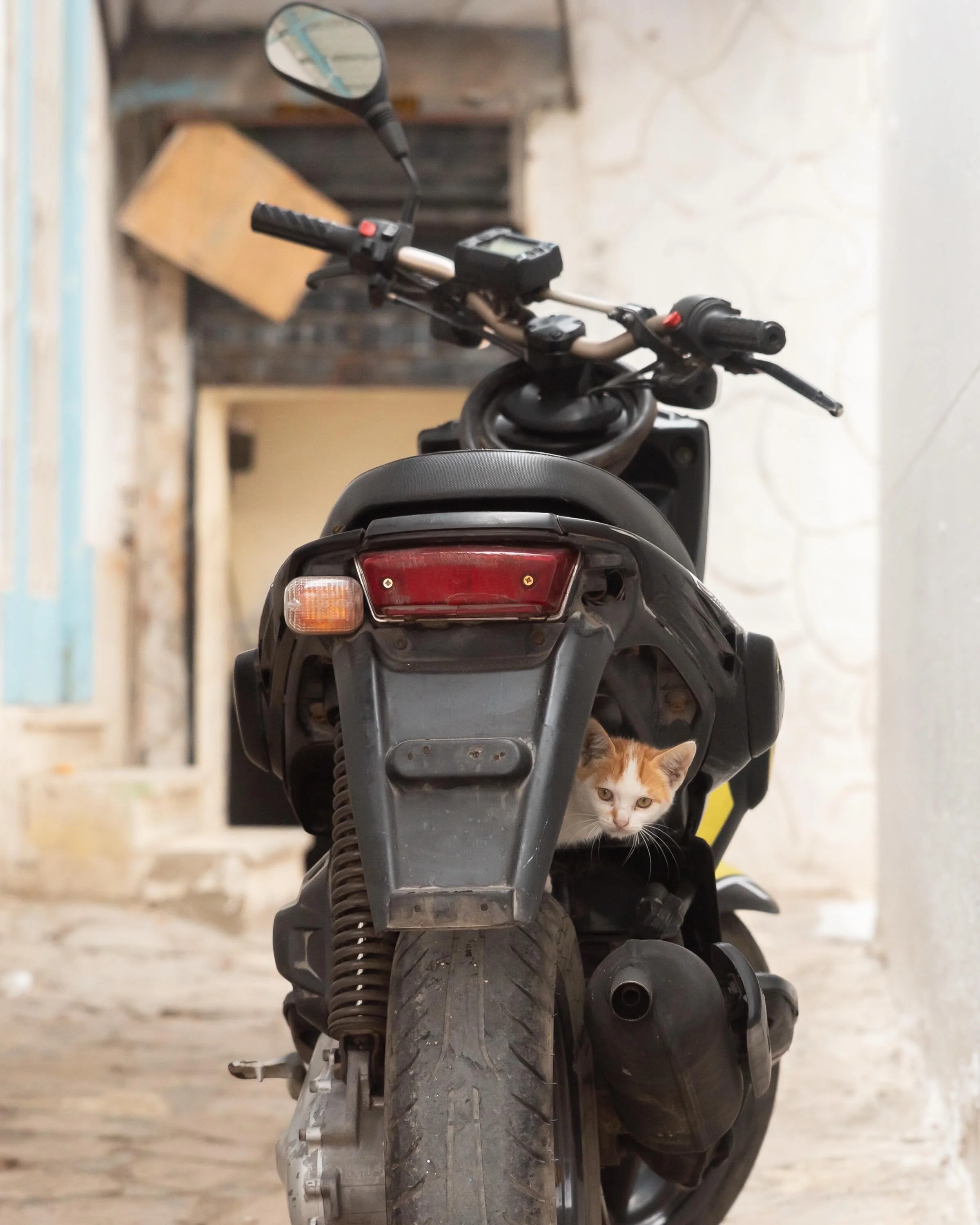 Some cool cats.

#candidstreetphotography 
#streetphotocollective #internationalstreetphotography #spi_animals