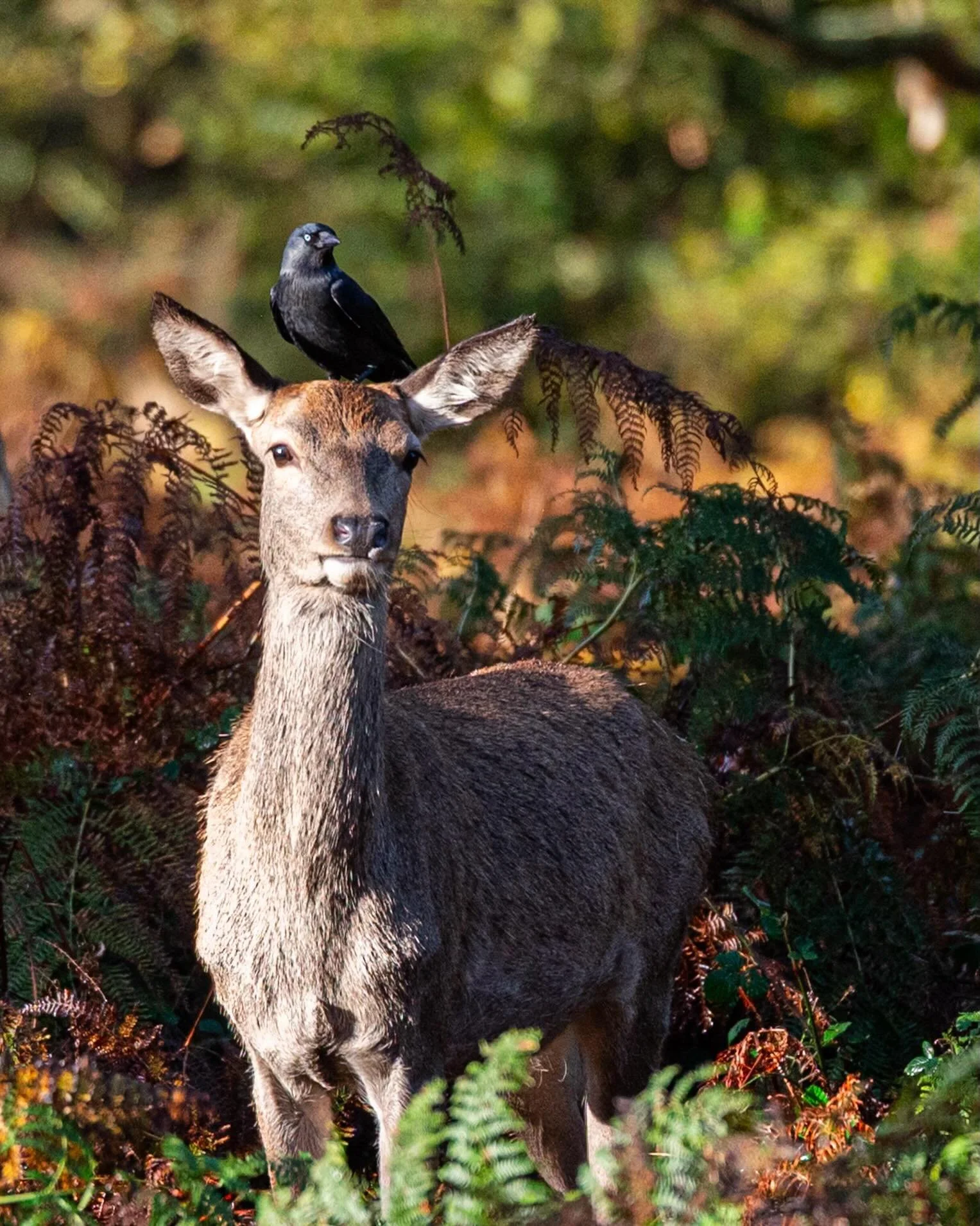 Richmond Park, October 2025.