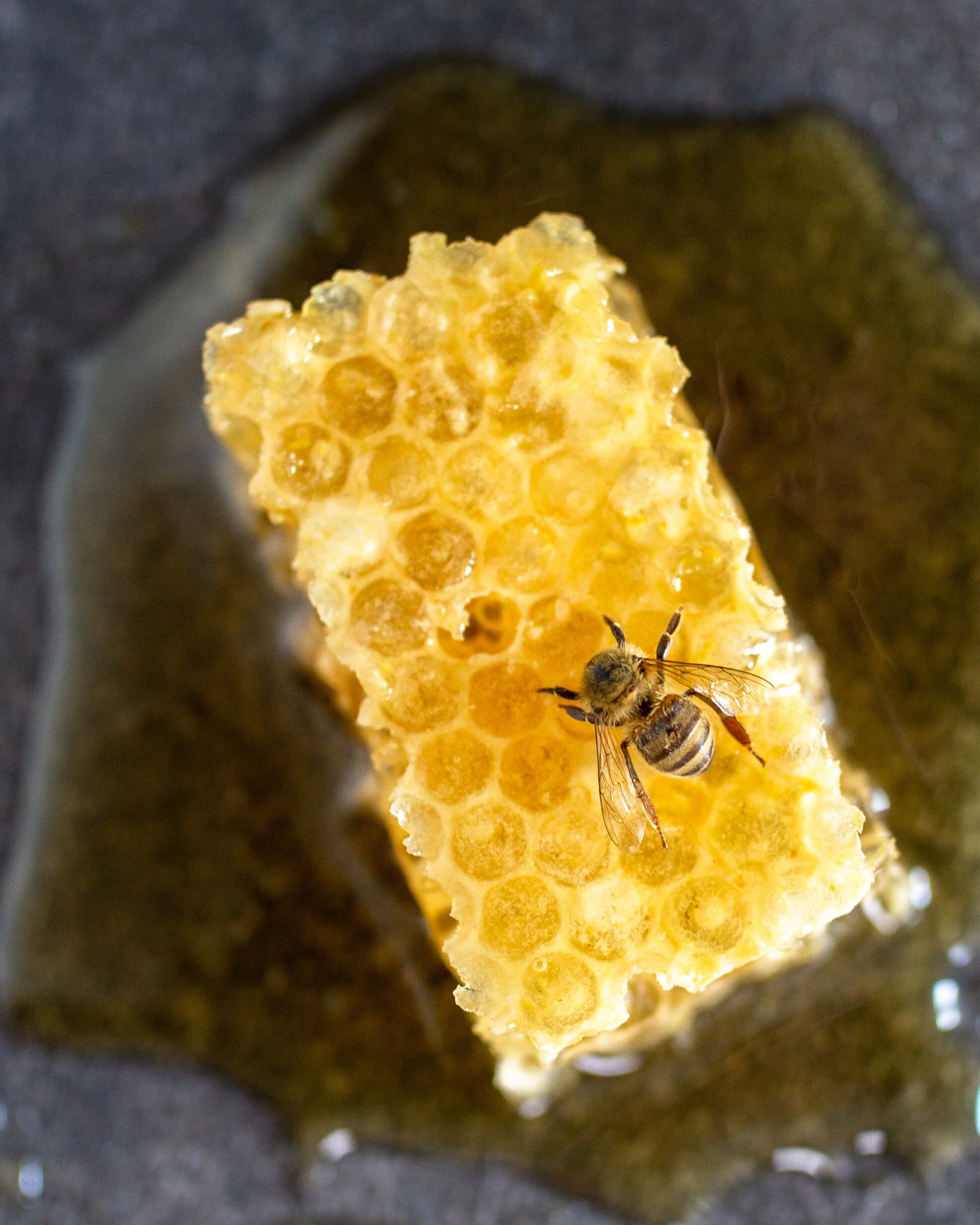 The Honey Hive