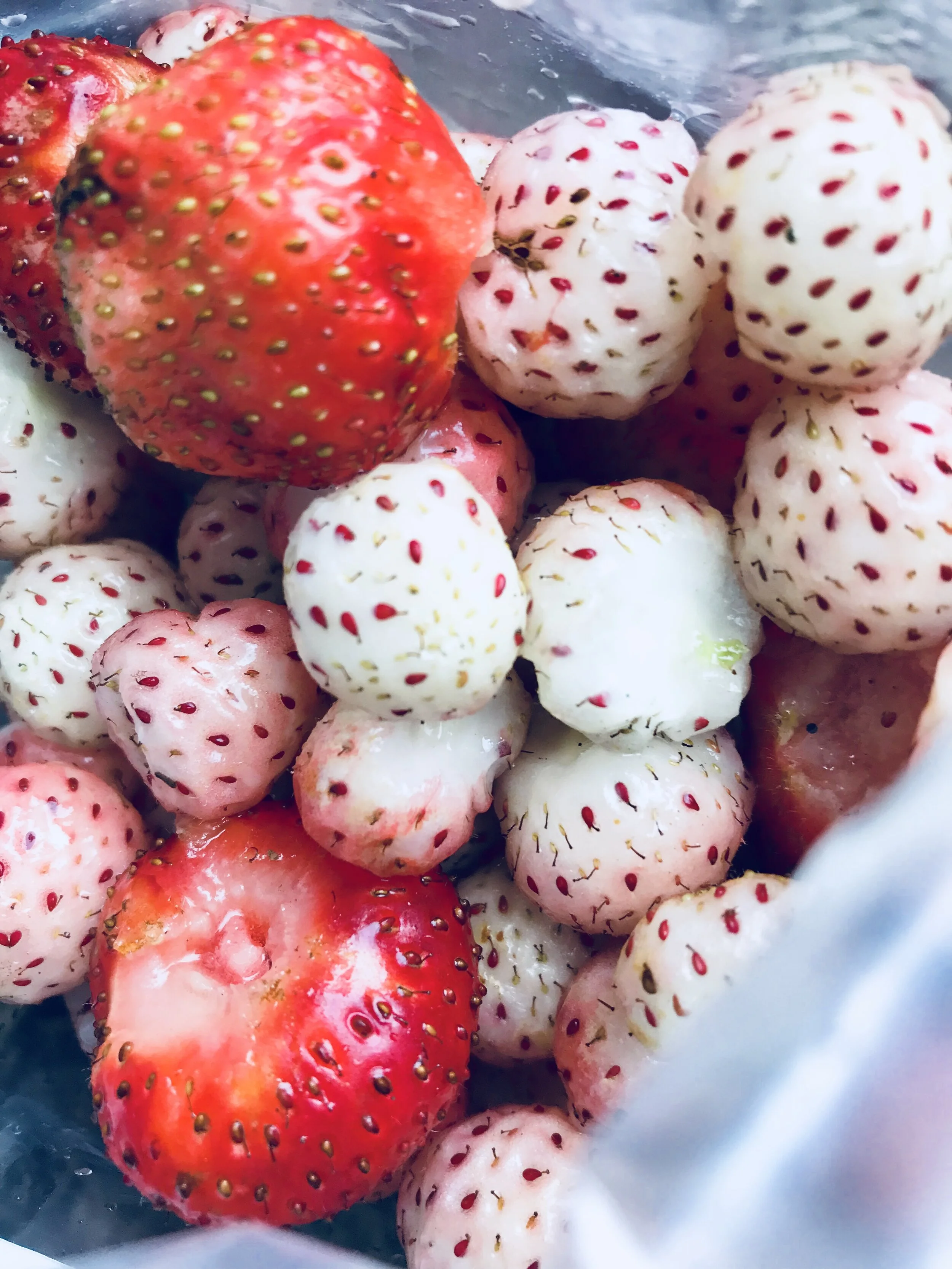 I've never heard of a Hula Berry…