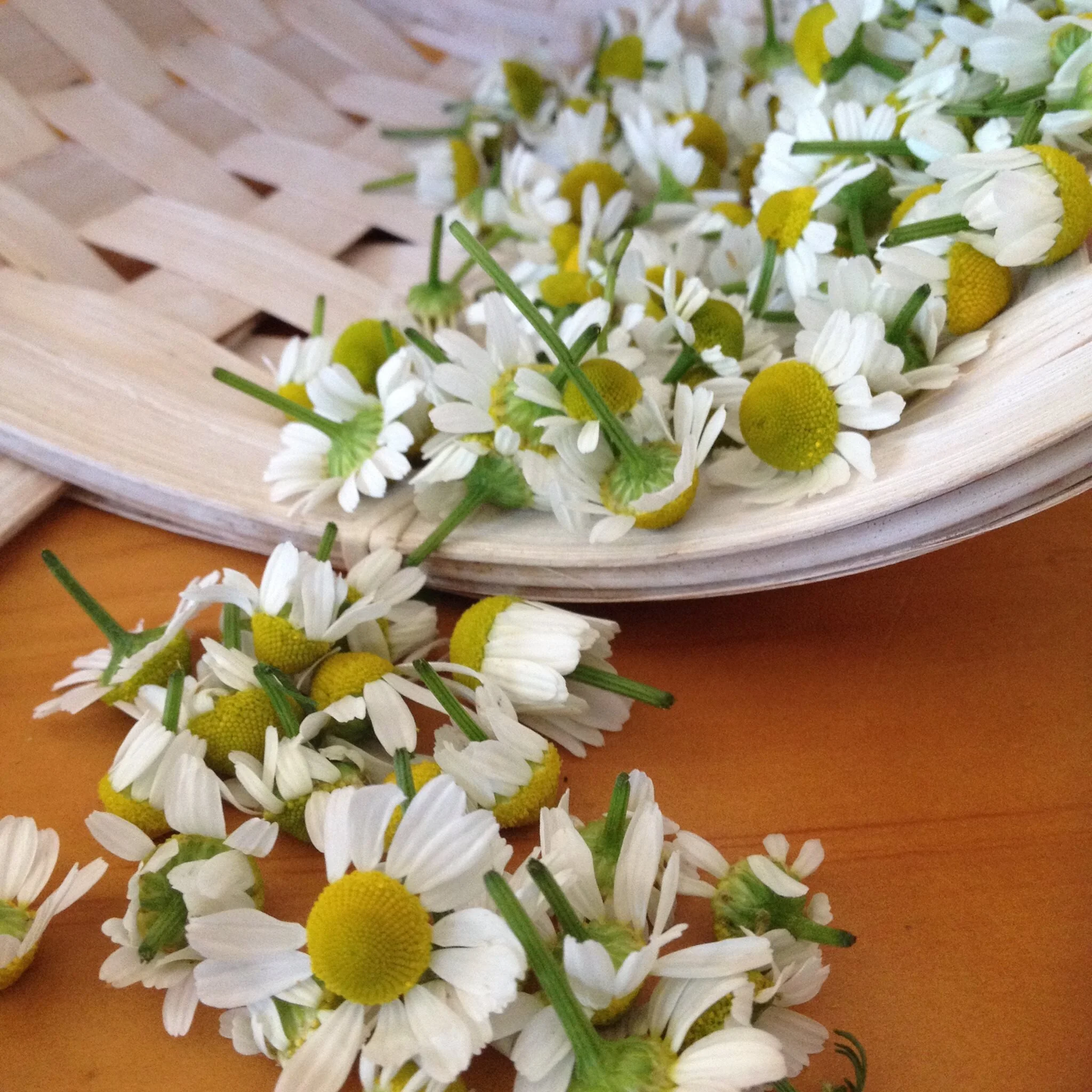 Beeswax Candles Omaha, Nebraska — Benson BountyOmaha, NE