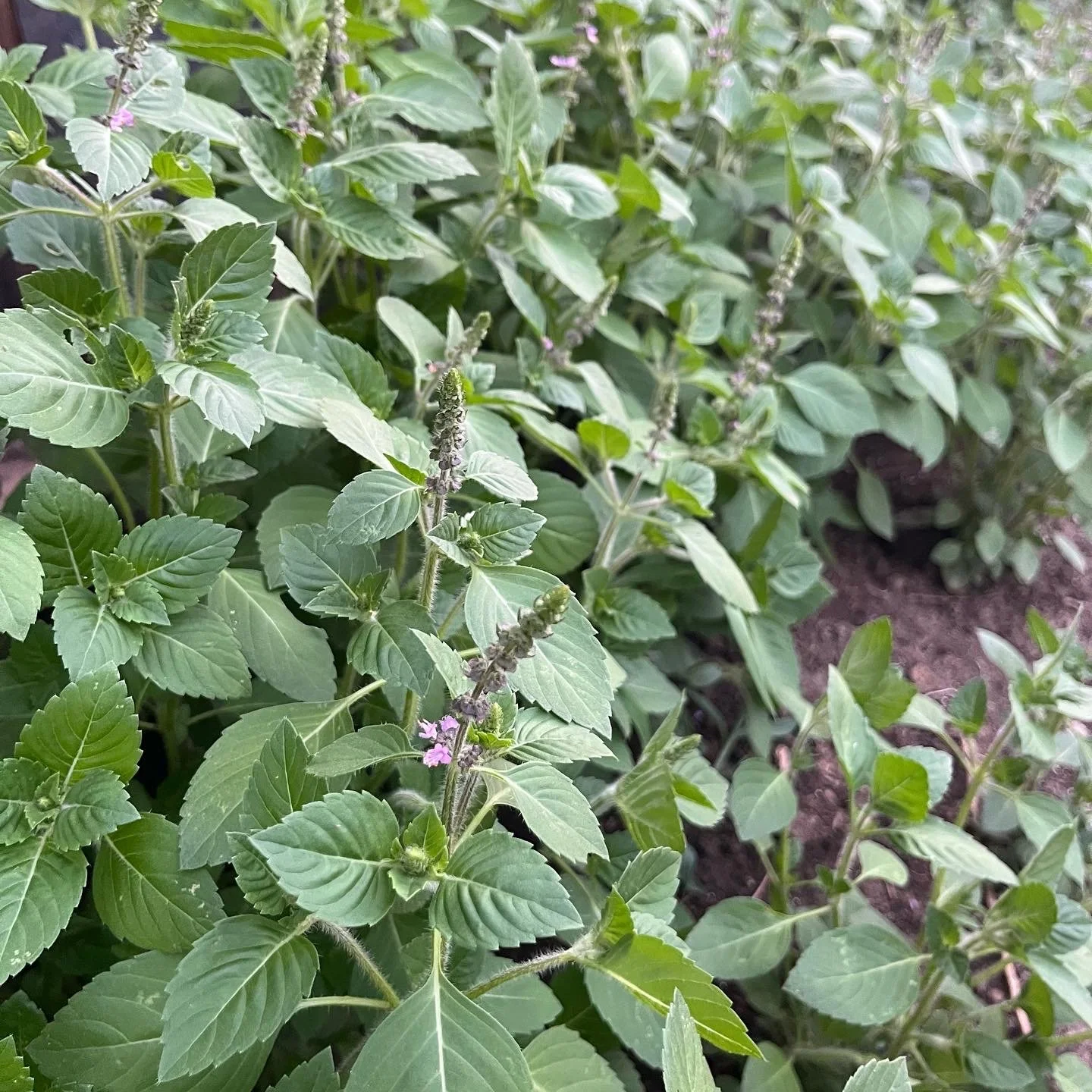 Dried Holy Basil