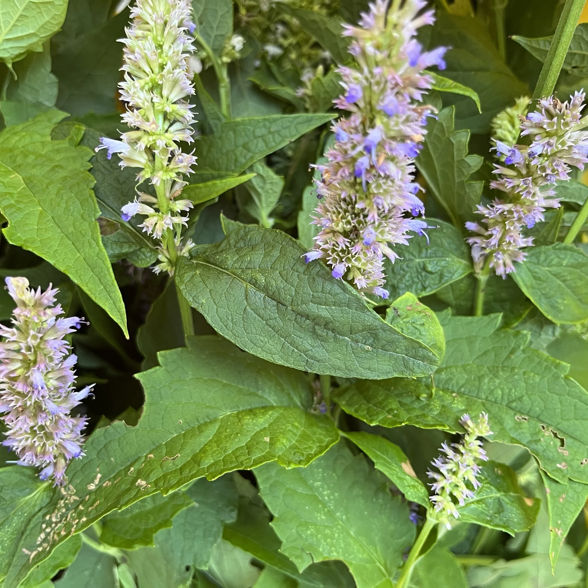 Dried Anise Hyssop