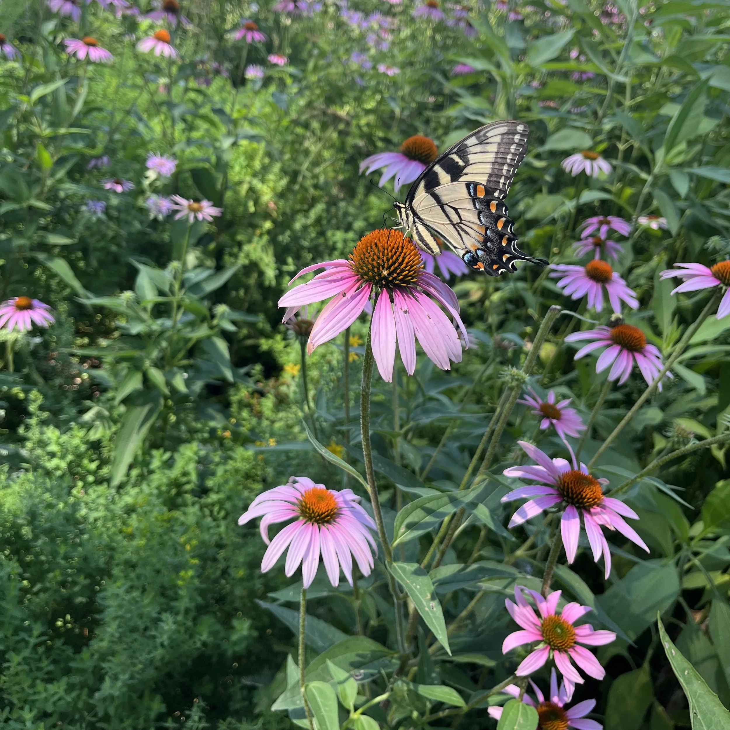 Dried Purple Coneflower