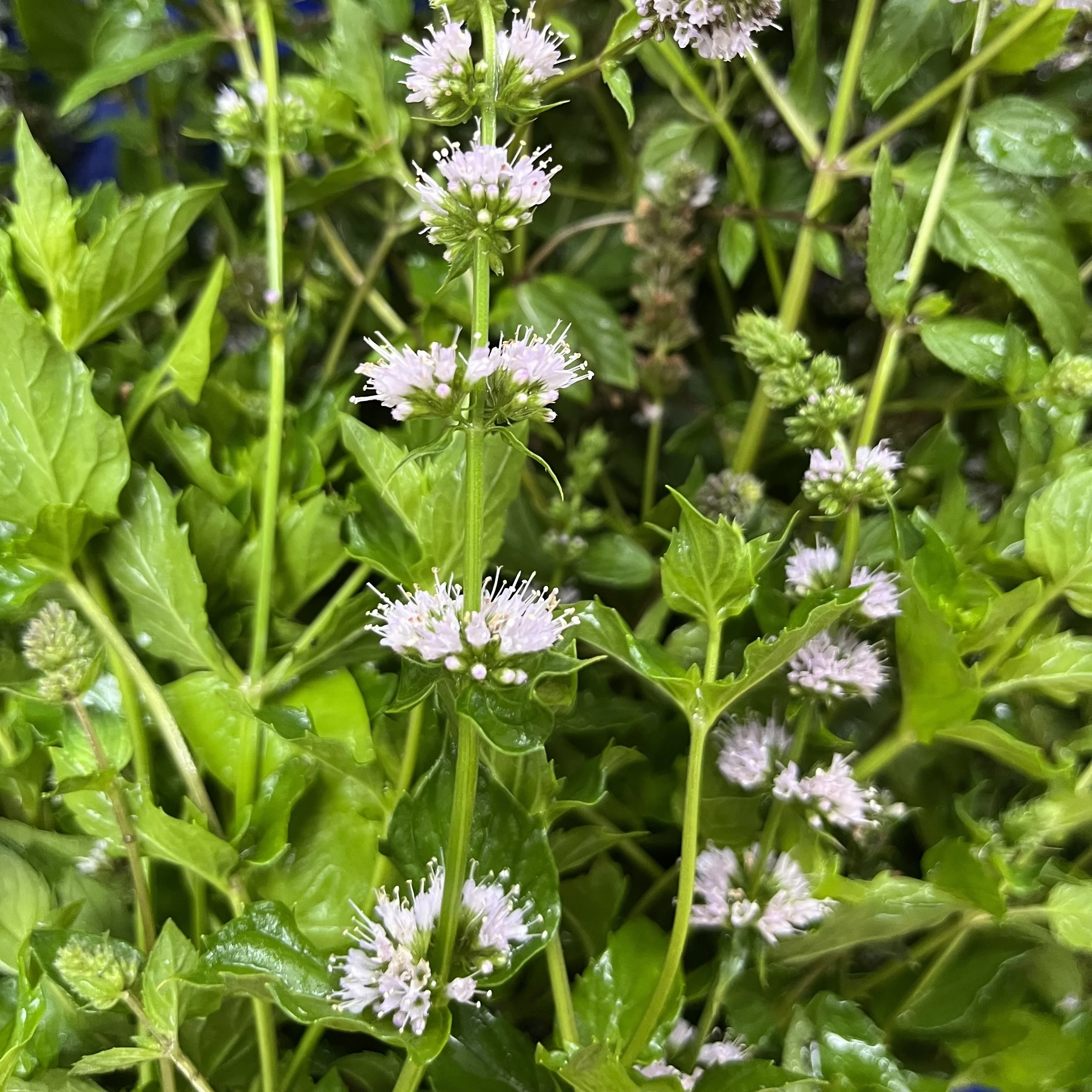 Dried Mint Medley: Spearmint, Apple Mint, Peppermint & Mountain Mint