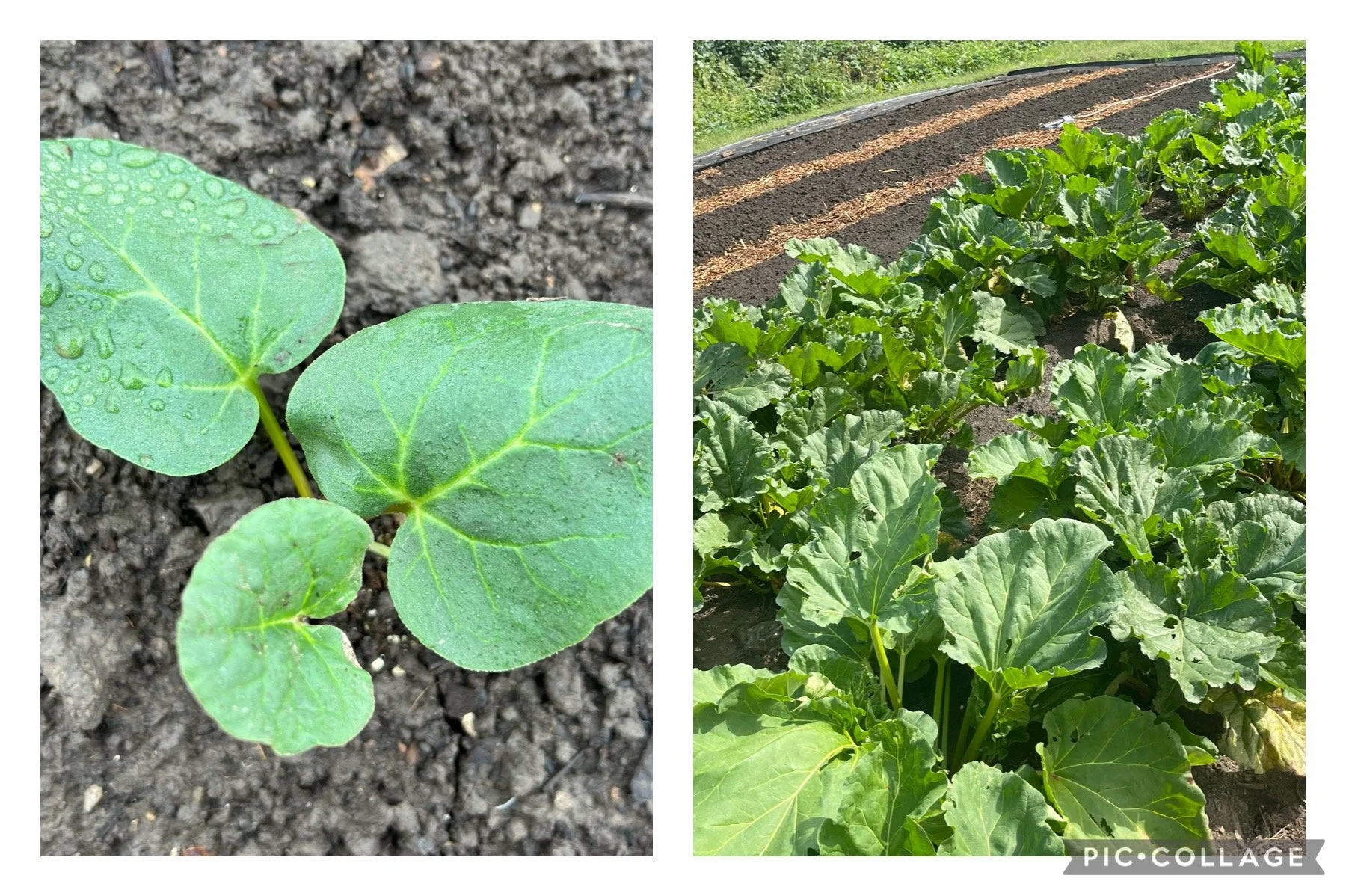 A Transition to More Perennials