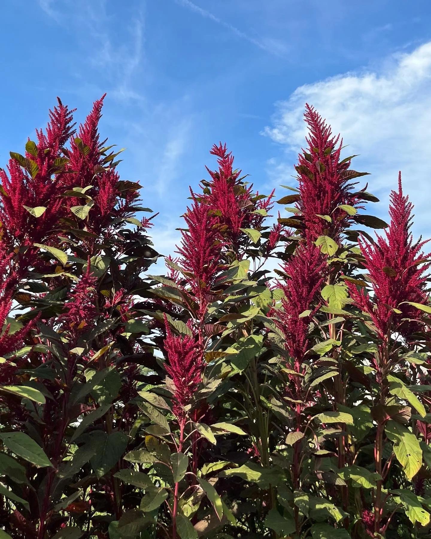 GIANT Red Amaranth!