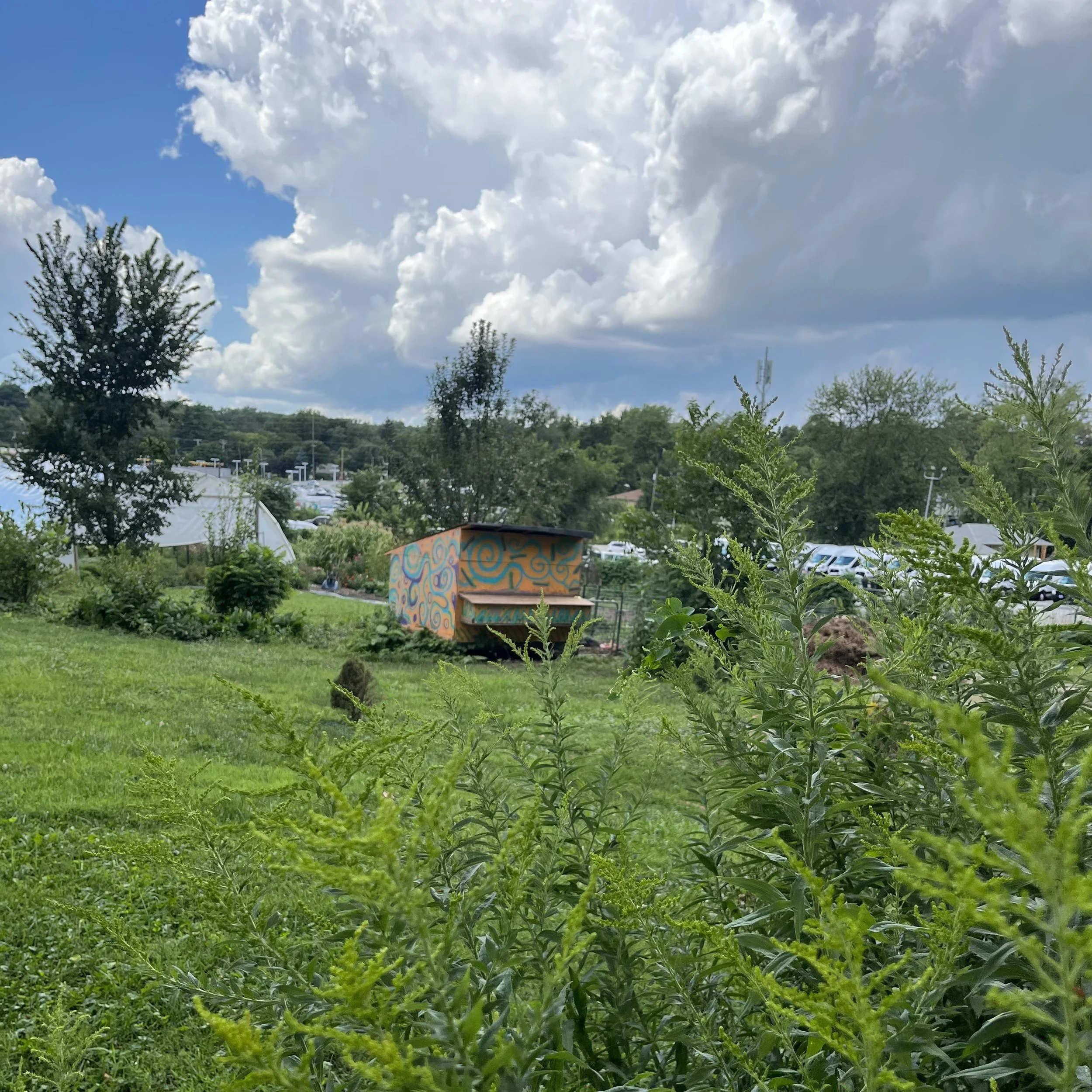 Aronia Berries, also known as Chokeberries