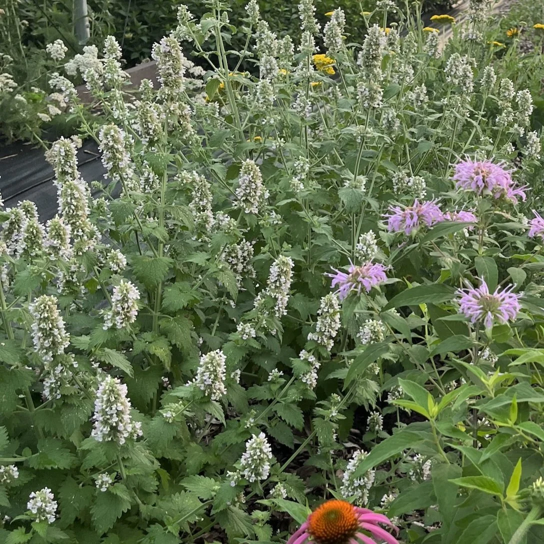 Profitable Pollinator Habitat