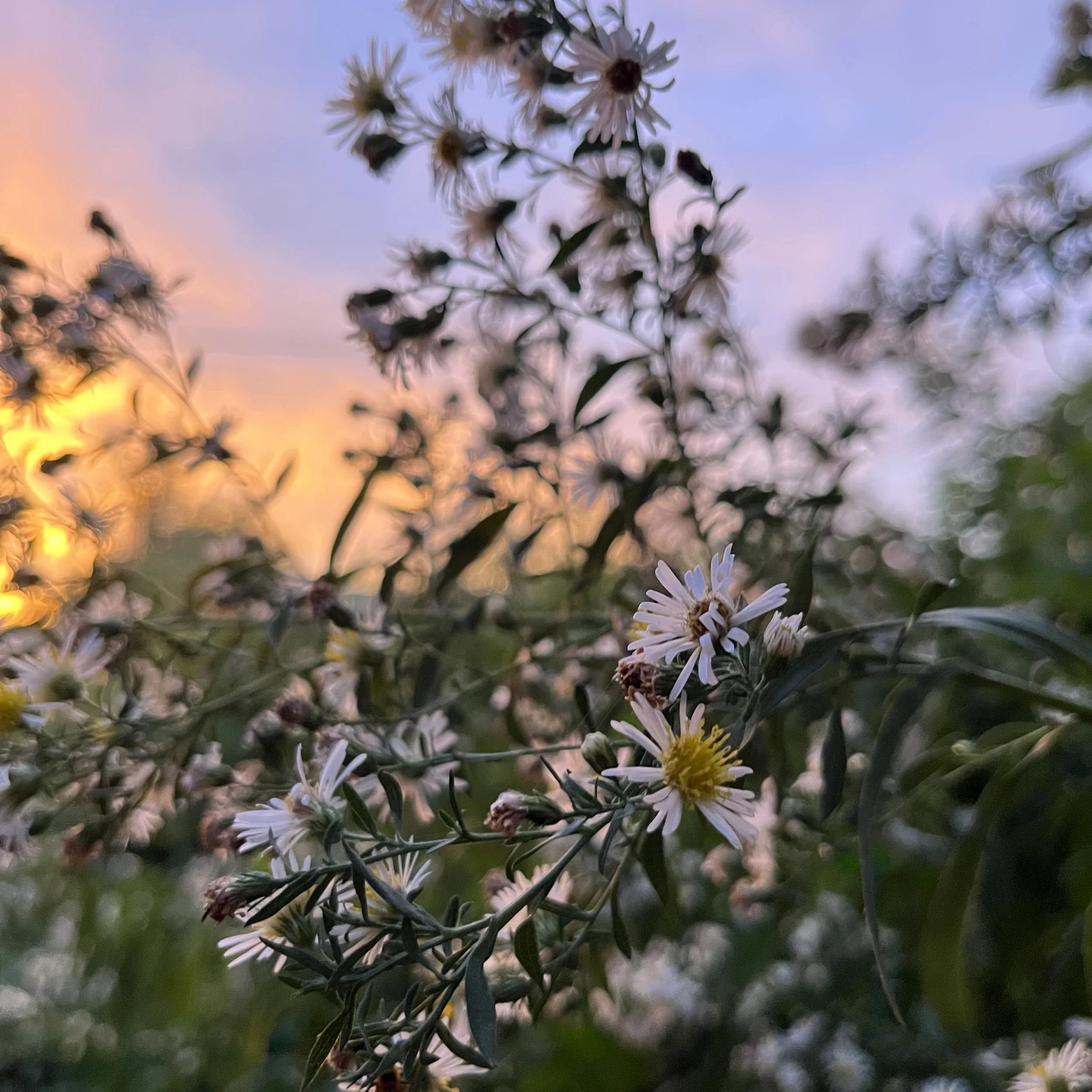 The Fall Pollinator Garden