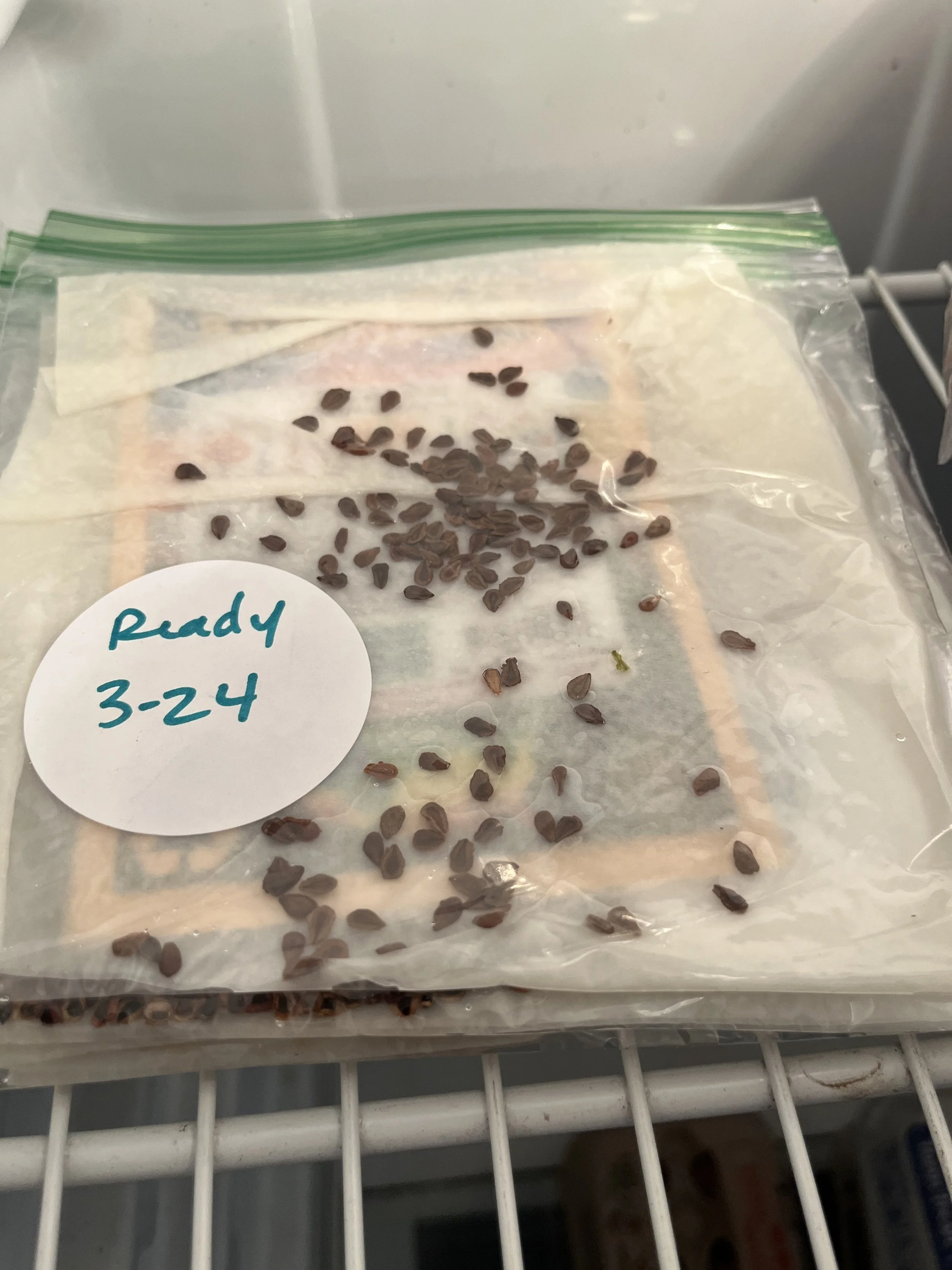 Seed Starting: Scarify and Cold Stratification